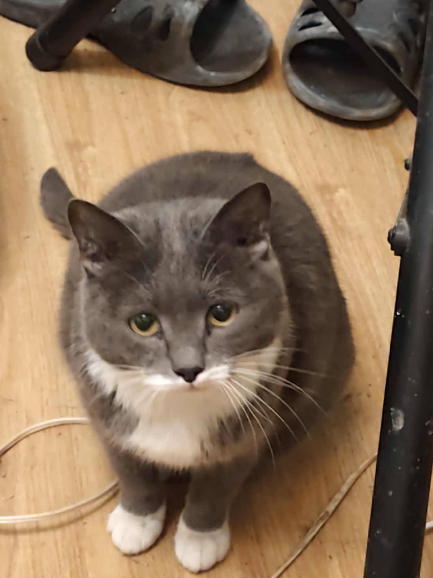 A gray and white cat with yellow eyes is sitting on a light brown wooden floor. Above the cat are two pairs of gray sandals. A black metal pole is partially visible on the right side of the image. A white cord is on the floor near the cat. The location of the city of Vlaskovo, Russia is not discernible from the image.