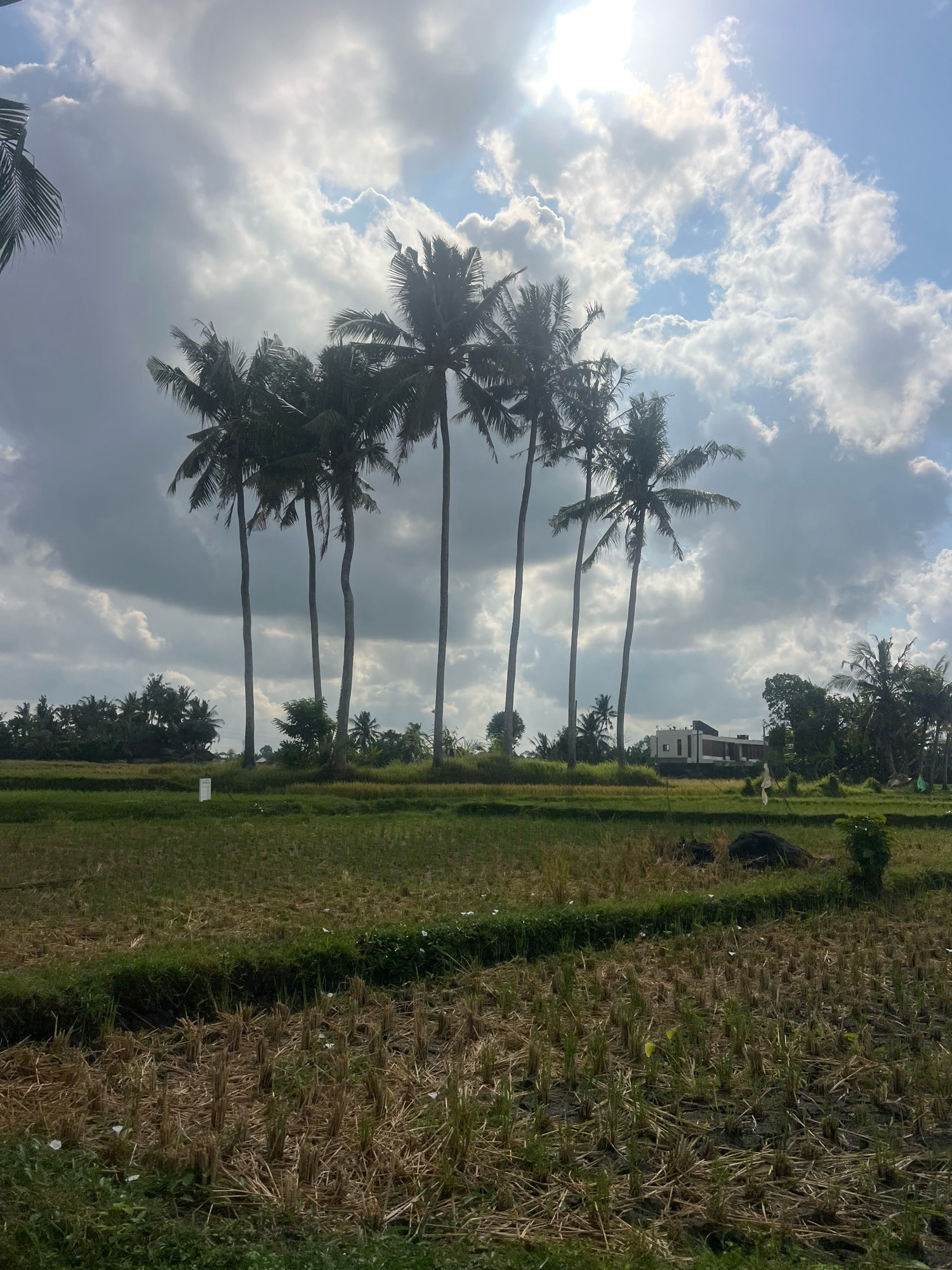 The image depicts a rural landscape with a cluster of tall coconut palm trees in the foreground, silhouetted against a partially cloudy sky with bright sunlight filtering through. In the middle ground, there is a harvested rice field, with stubble and some patches of green grass. Beyond the field, a line of trees forms a dense backdrop, and a modern building with a flat roof is visible to the right of the palm trees. The scene suggests a tropical environment, likely in an agricultural area. The location is described as the city of Kediri, Indonesia.