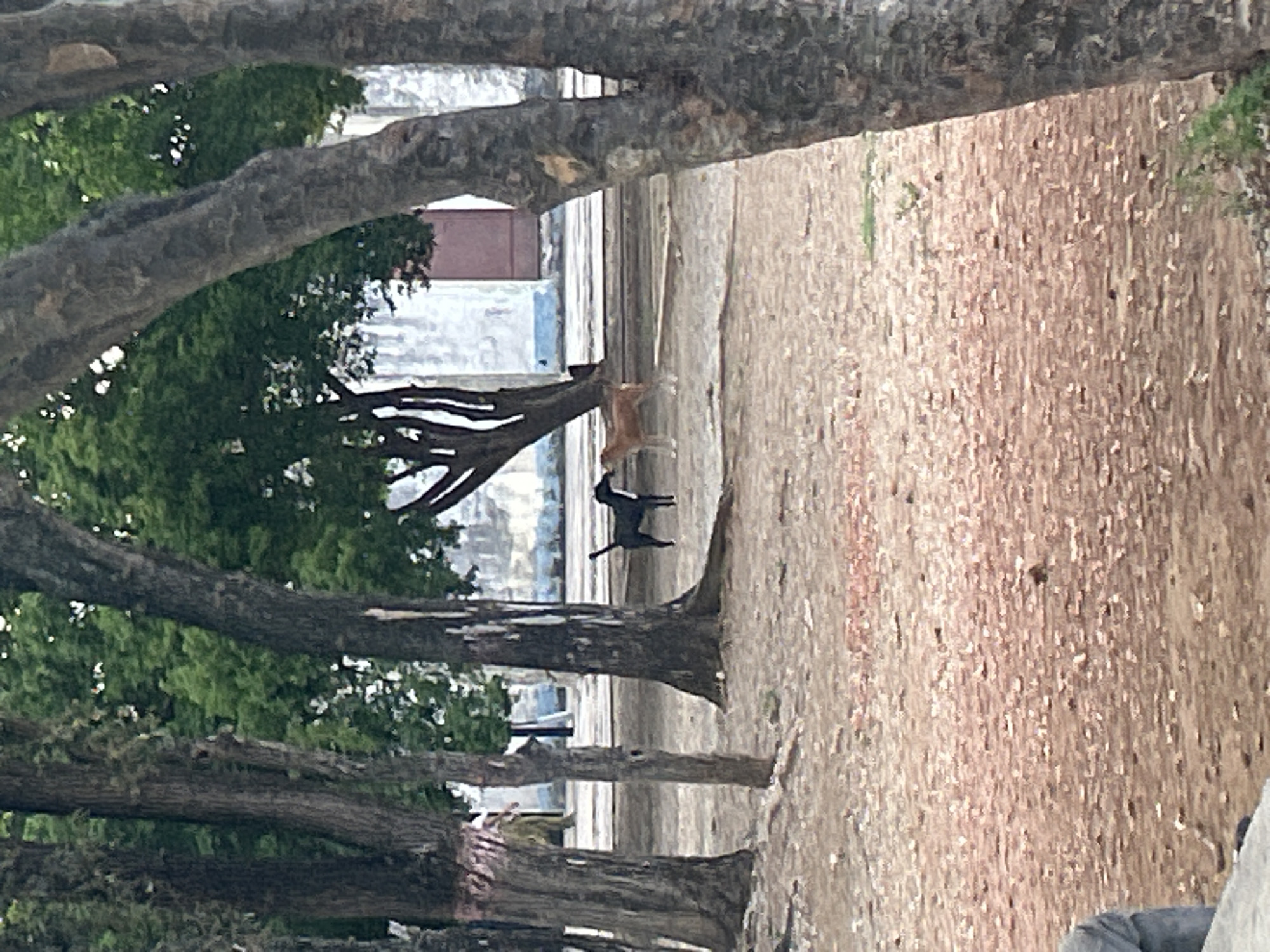 Two dogs are in an outdoor area with a dirt ground covered in scattered leaves and debris. A black dog stands to the left, facing right. A tan dog stands to the right, facing left. Both dogs appear to be medium-sized. Behind the dogs, a building with white walls and a reddish-brown door is visible, with some blue trim along the bottom. Several trees with dark bark and green foliage are in the foreground, framing the scene. The overall environment appears to be a public space, possibly a park or a courtyard in Santa Ana, Venezuela.