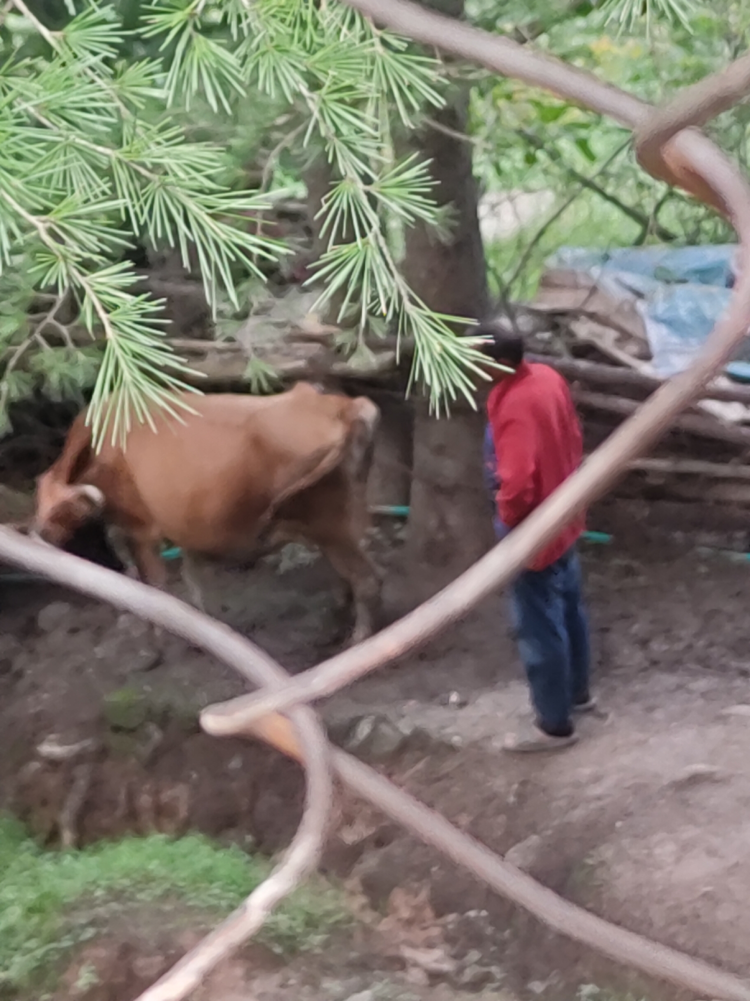 A brown cow is standing in a muddy area in Siyal, India, near a tree. A person wearing a red jacket and blue jeans is standing behind the cow. The environment is natural and earthy, with lush green foliage. The image appears to be taken outdoors in a rural setting.