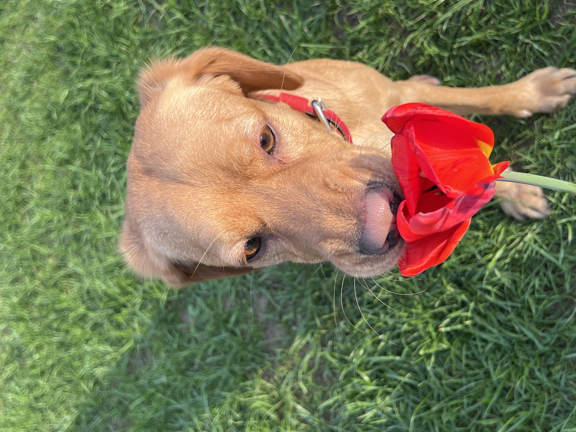 A light-brown dog with a red collar is lying in green grass, with a red tulip near its nose. The dog's head is angled upward towards the camera. The location is not discernible from the image.