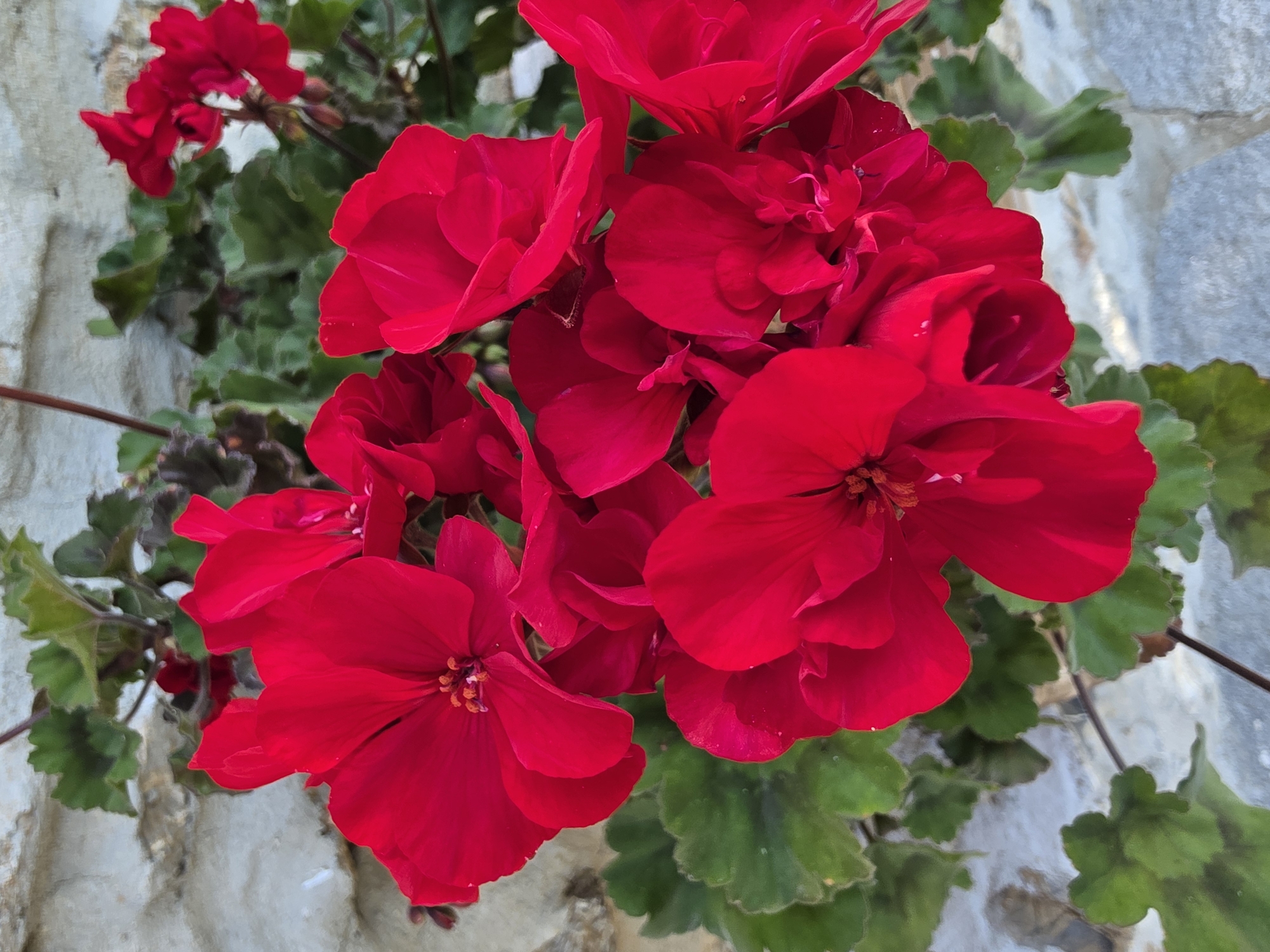 A close-up, eye-level shot captures a cluster of vibrant red geranium flowers with a stone wall in the background. The flowers, in various stages of bloom, dominate the foreground, their petals a deep, rich red with visible stamens in some. Lush green leaves of the geranium plant surround the blossoms, providing a natural contrast. The background features a textured, light-colored stone wall, hinting at an outdoor setting. The scene suggests a peaceful garden or decorative planting, possibly located in the city of Indzhe Voyvoda, Bulgaria, where such flora is commonly found.