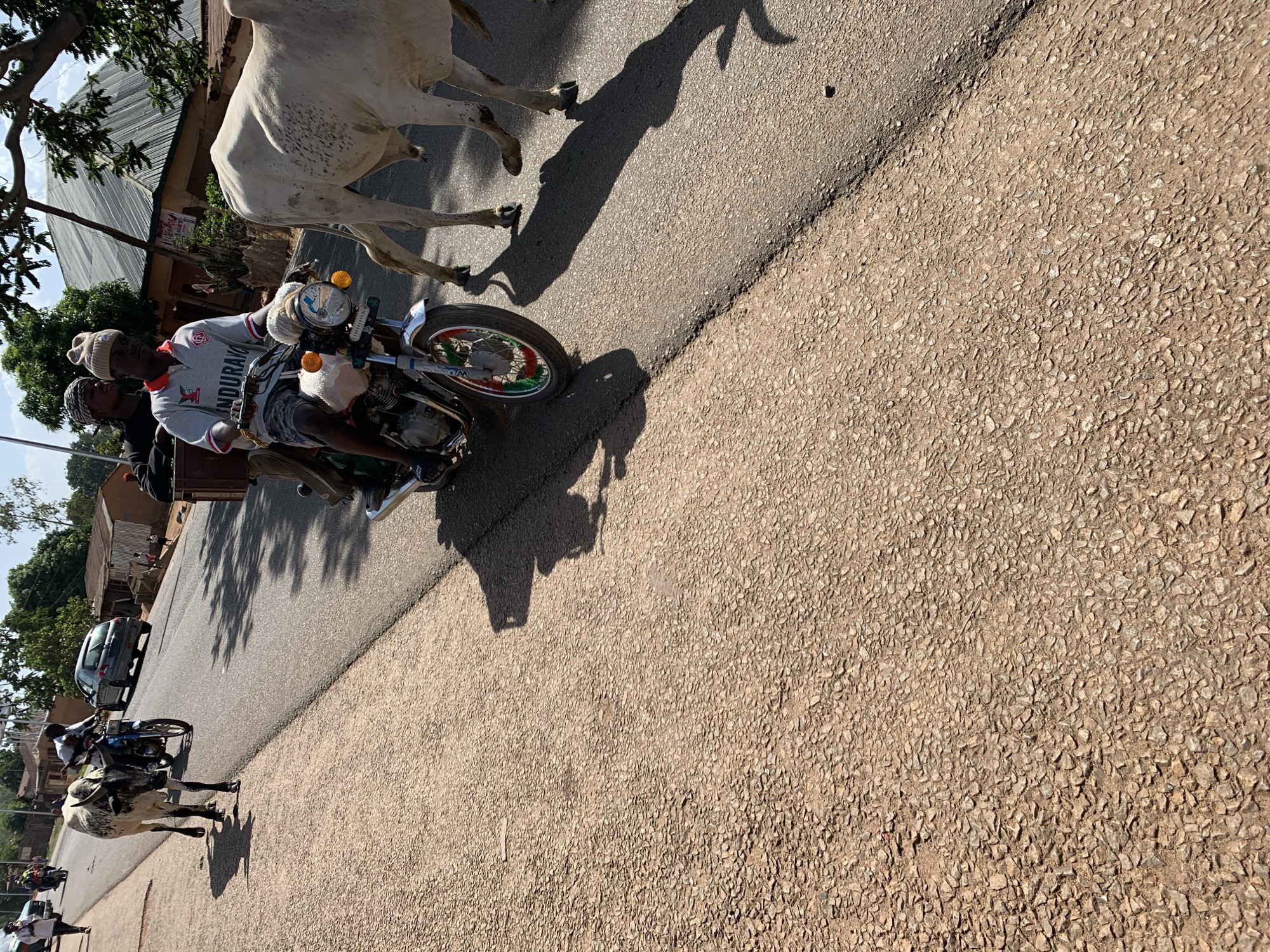 The scene is on a paved road in Vom, Nigeria. A man wearing a grey sweater and a beanie is riding a motorcycle alongside a white cow. A second man is sitting behind the driver on the motorcycle. Shadows of the subjects are cast on the road. In the background are trees, buildings, and parked cars. Other pedestrians and another cow can be seen further down the road. The road surface is textured asphalt.