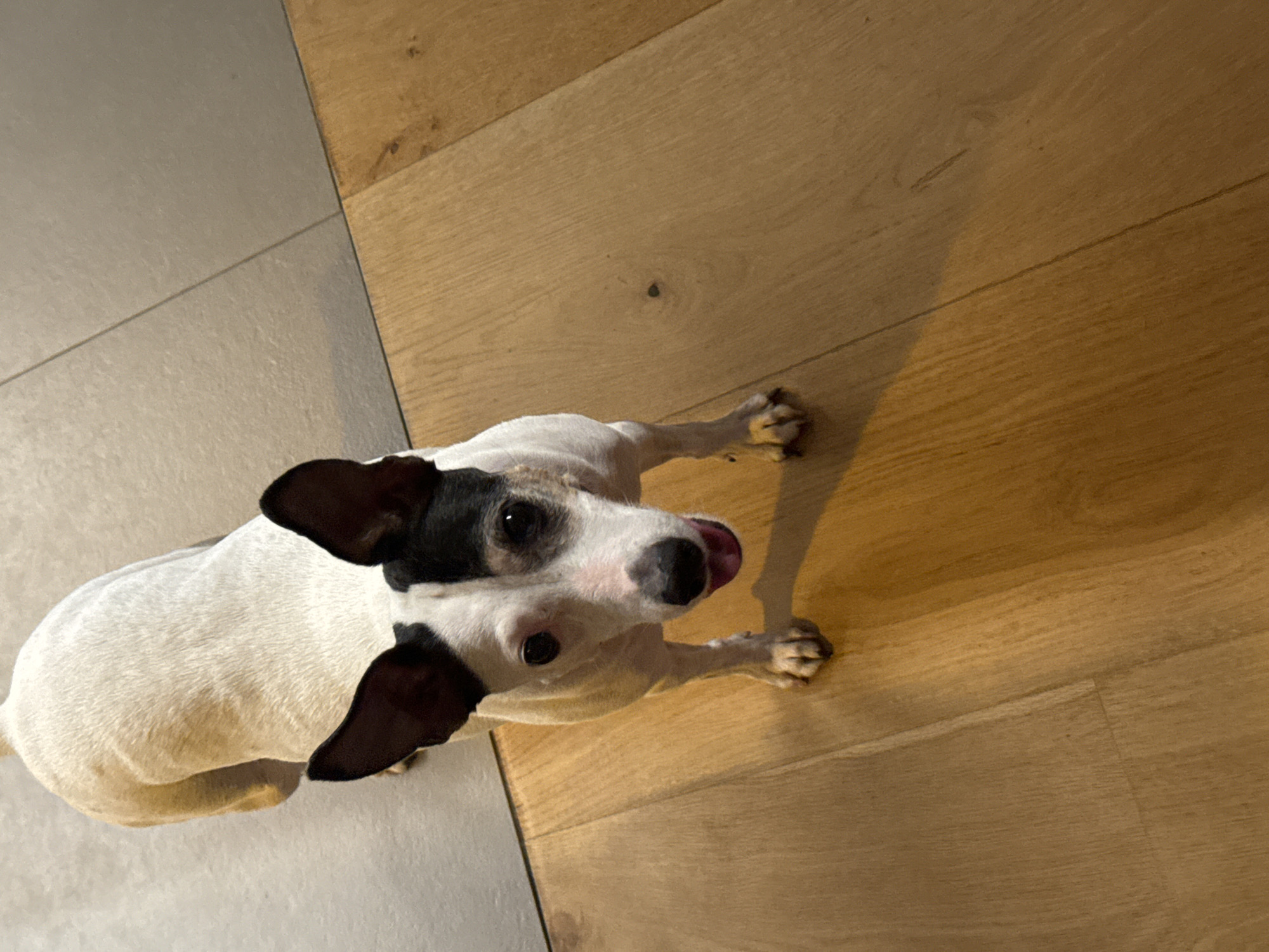 A medium-shot, eye-level, indoor photograph shows a small dog standing on a floor composed of two different materials. The dog is white with black markings on its head and ears. It has dark eyes, a black nose, and its tongue is slightly extended. Its front paws are positioned in a forward stance, and its hindquarters are slightly elevated as if it is about to move. The floor to the left of the dog appears to be a gray tile, while the floor to the right is made of light brown wooden planks. The lighting suggests it is daytime, with shadows cast by the dog onto the wooden floor. The scene does not contain any elements that suggest a specific location within the city of Murcia, Spain.