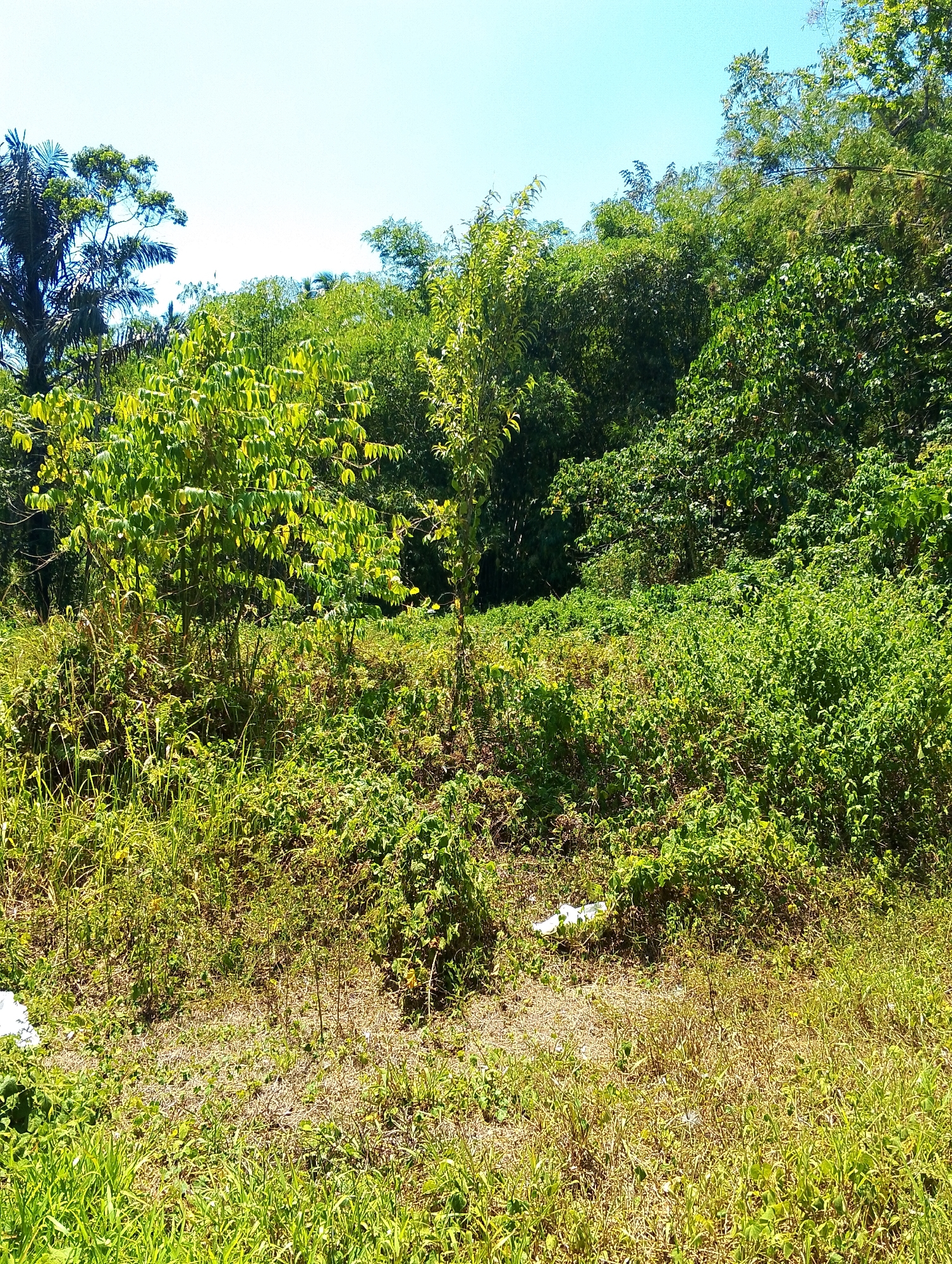 The image depicts a bright, sunny day with a clear blue sky above a dense, green hillside. The vegetation is lush and varied, with tall trees and a thick undergrowth of bushes and grasses covering the slope. In the foreground, there is a patch of dry, sparse grass with some scattered white debris, possibly plastic. The overall impression is one of a natural, somewhat untamed landscape, likely in a rural or semi-rural area. Given the context of Tomohon, Indonesia, this scene could represent a hillside in or around the city, potentially a rural area known for its natural beauty and volcanic terrain, as Tomohon is located at the foot of Mount Lokon. The presence of debris suggests potential human activity or neglect in this otherwise natural setting.
