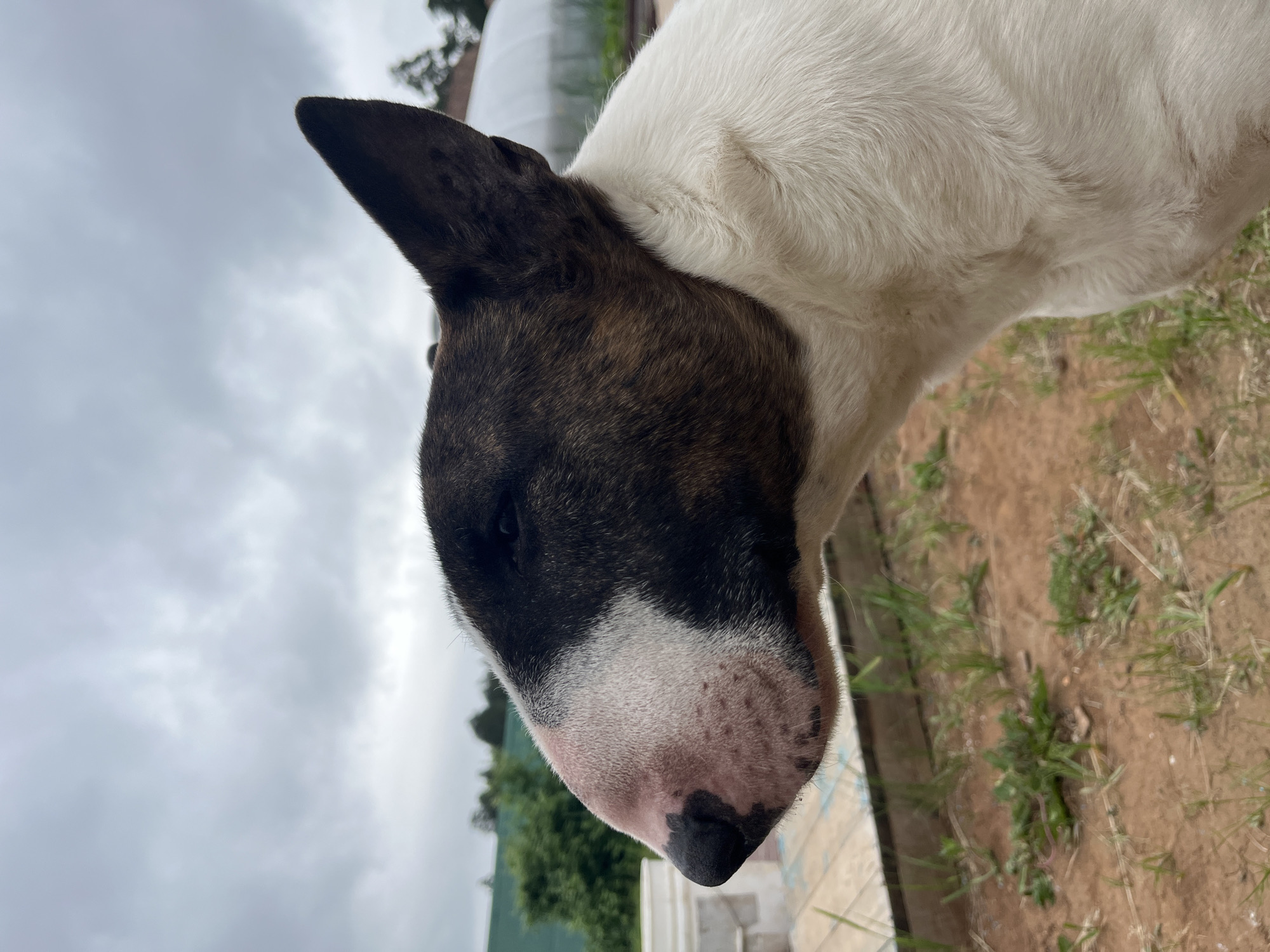 The image is a close-up, profile view of a brindle and white Bull Terrier dog outdoors. The dog's head is turned to the left, and its ear is erect. The background consists of a cloudy sky, some greenery, a greenhouse structure, and what appears to be a wooden walkway or platform. The ground is covered in dirt and sparse grass. The setting appears to be a rural or semi-rural area, possibly a yard or garden. The location is identified as Chaikovsky, Russia.