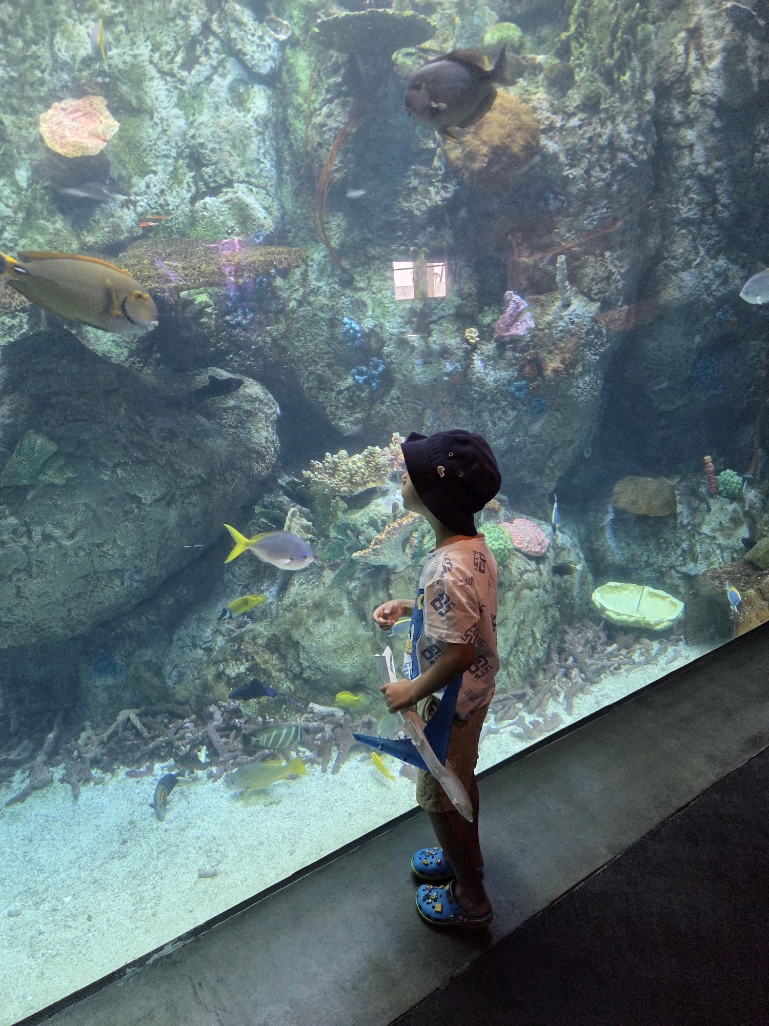 A young child wearing a blue hat, a patterned t-shirt, and blue croc shoes stands in front of a large aquarium tank at the Aquarium of the Pacific in Long Beach, California. The child is looking into the tank, holding a toy airplane. The aquarium is filled with various fish, coral, and rocks, simulating a marine environment. The water is clear, and the lighting illuminates the underwater scene. The floor of the viewing area is dark gray.