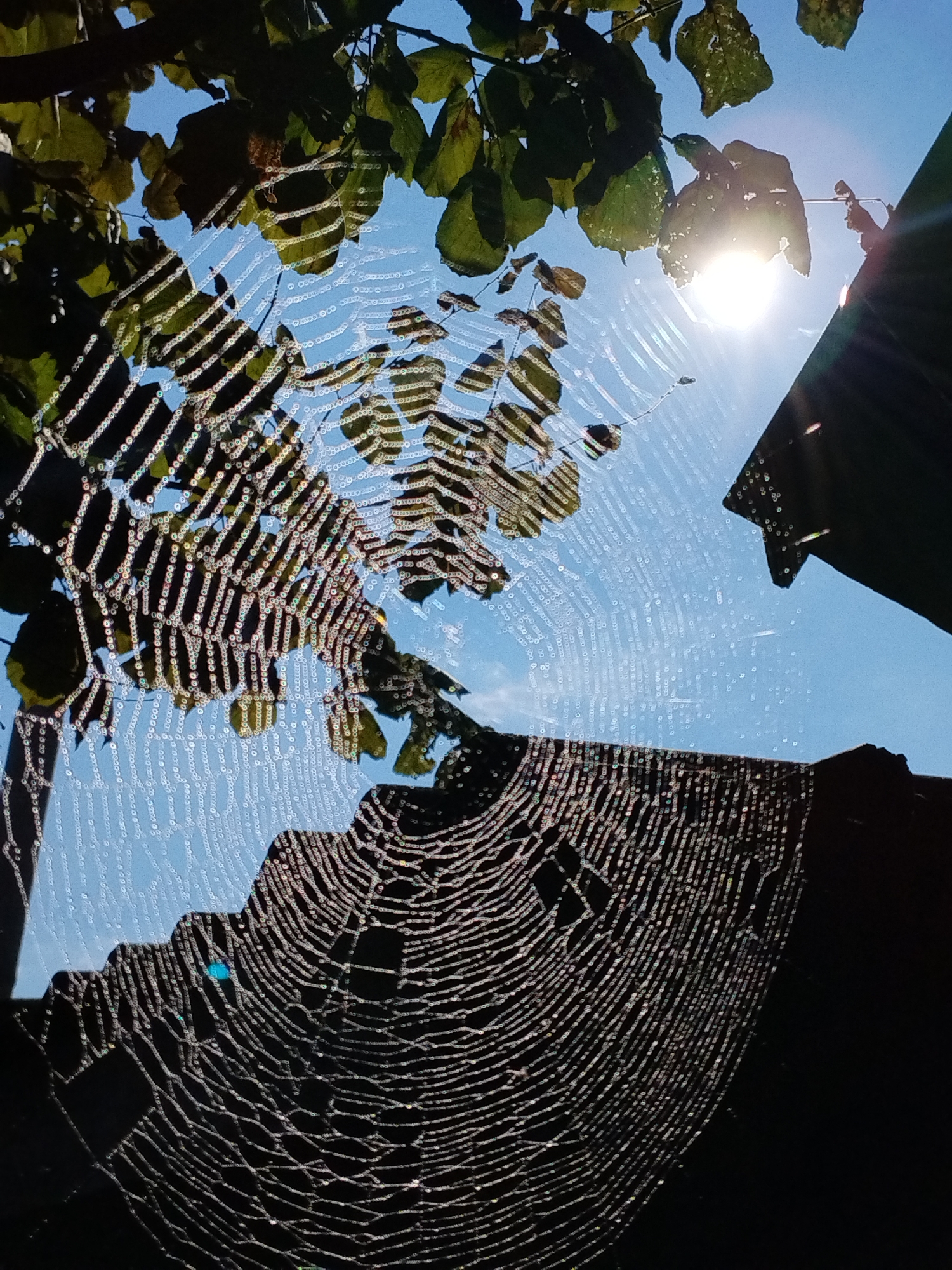 The image depicts a low-angle view looking upwards towards a bright sun partially obscured by green leaves and a spiderweb. The spiderweb is intricately detailed, with dew drops catching the sunlight, creating a sparkling effect. The web is strung between branches and what appear to be parts of structures, possibly rooftops, silhouetted against a clear blue sky. The scene is likely outdoors, possibly in a backyard or natural area within the city of Bialynichy, Belarus, given the context. There are no people or animals visible in the frame. The overall impression is one of natural beauty and the interplay of light with delicate structures.