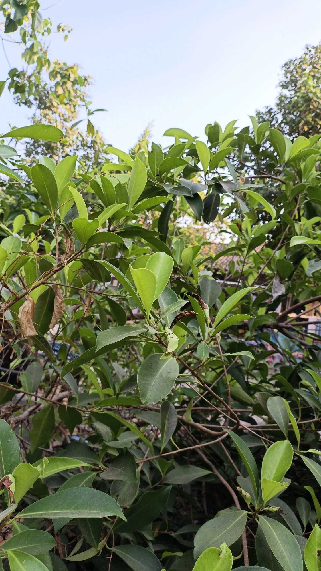 A close-up, vertical shot of a dense green bush is set against a clear blue sky. The leaves of the bush are a vibrant green, with some showing a slight yellow tint. Thin, brown branches weave through the foliage, supporting the leaves. In the background, out of focus, a few other trees are visible, along with hints of buildings and potentially a fence. The image appears to be taken outdoors, likely in an urban or suburban setting in Cikal, Indonesia, given the context. No people or animals are visible in the frame. The overall impression is one of lush, natural growth within a populated area.