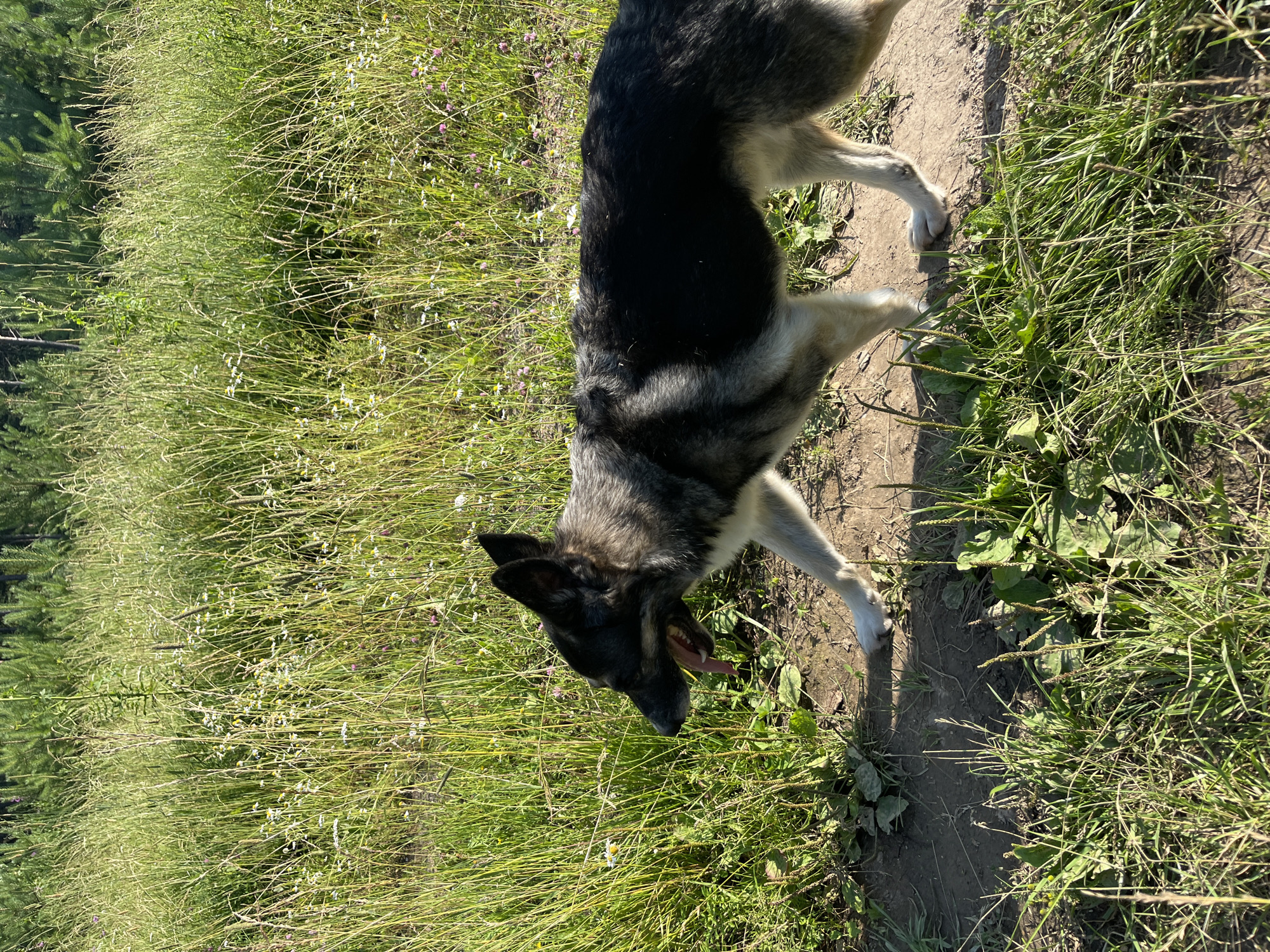 This media file depicts a German Shepherd dog standing on a dirt path in a grassy field. The dog is dark grey and tan, with its mouth open and tongue out, suggesting it may be panting or excited. The field is filled with tall green grass and scattered small white and pink wildflowers. In the background, there are pine trees, indicating a natural, possibly forested, environment. The lighting suggests it is daytime, with sunlight casting shadows on the ground. The scene appears to be outdoors in a rural or semi-rural setting, consistent with the provided location context of Nizhny Tagil, Russia. The overall mood is relaxed and natural. There is no visible text in the image.
