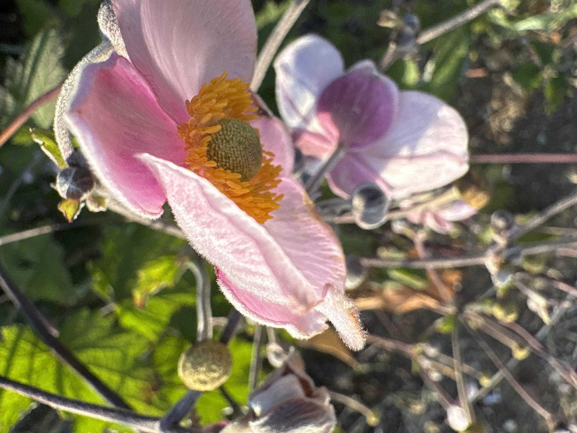 The image is a close-up, low-angle, outdoor photograph of pink Japanese anemone flowers. The flowers are in various stages of bloom, with some fully open and others still in bud. The petals are delicate and slightly translucent, with a fuzzy texture. The stamens in the center of the open flower are a bright orange. The background is a blur of green foliage and dark stems, suggesting a garden setting. The lighting suggests it is either early morning or late afternoon, with the sun casting a warm glow on the petals. There is no indication of the location being Chelmsford, United Kingdom, or any specific city.