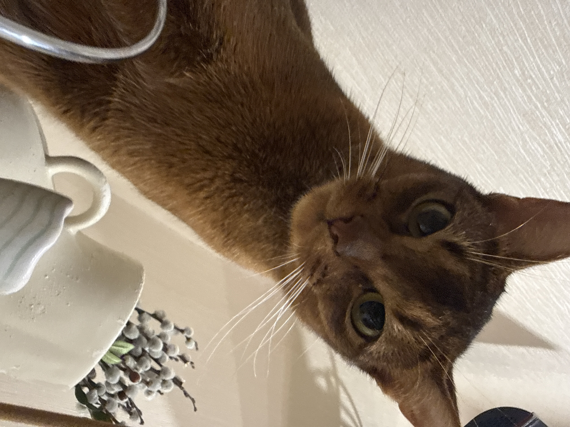 The media file shows a close-up, low-angle shot of an Abyssinian cat with rich brown fur. The cat's face is the central focus, with its large, green eyes looking directly at the camera. Its whiskers are long and prominent. The cat is positioned in a way that suggests it is looking down or over something.
To the left of the cat, there are several objects. Part of a white ceramic mug with a blue striped pattern on the inside is visible. Below this, another white ceramic object, possibly a saucer or another part of a dish set, is seen. A small decorative bunch of what appears to be pussy willow stems with gray, fuzzy buds is tucked into the white ceramic object. A silver metal loop or handle is also visible in the upper left corner of the image, partially obscuring the cat's back. The background is a textured, light-colored surface, possibly a wall or tabletop.
The lighting suggests an indoor setting, likely during the daytime given the brightness. There is no visible text in the image. The scene appears to be a casual, domestic setting in Vinnytsia, Ukraine. The cat's direct gaze and slightly tilted head convey a sense of curiosity or engagement with the viewer.