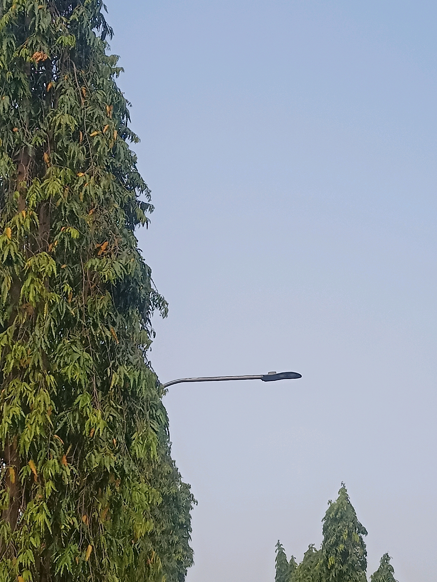 A tall, dense tree with lush green foliage, some leaves showing yellowing, dominates the left side of the frame. A modern streetlamp with a dark, curved fixture extends horizontally from the right side of the tree towards the center of the image. In the lower right corner, the tops of two smaller, conical evergreen trees are visible against a pale blue, hazy sky. The scene is devoid of people or any discernible activity, suggesting a quiet, possibly early morning or late afternoon setting in an outdoor urban or suburban environment in Sambiduwur, Indonesia.