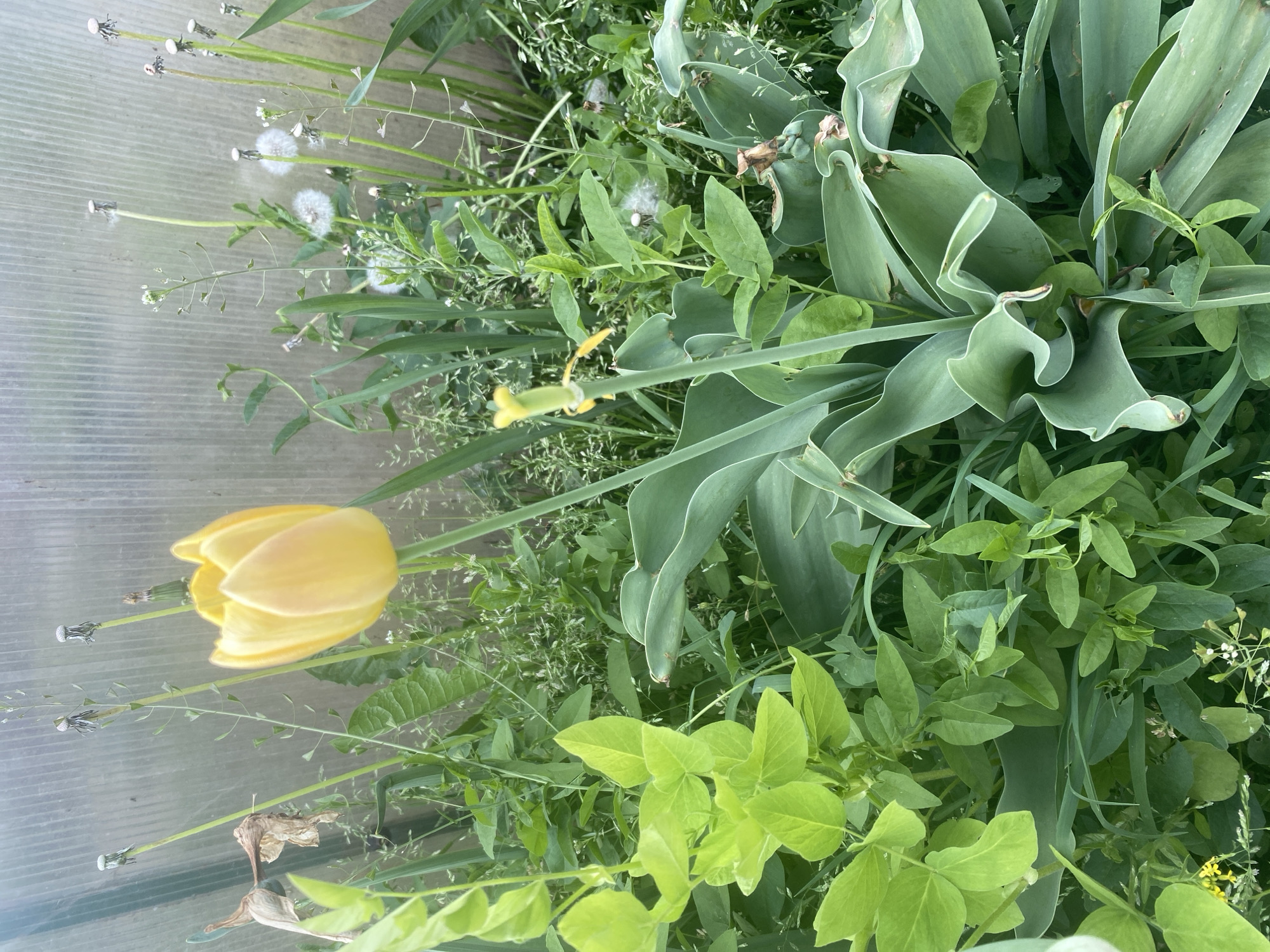 The image depicts a close-up view of various plants and flowers in what appears to be an outdoor setting. A single yellow tulip stands out prominently amidst a backdrop of green foliage, including broad, grey-green leaves, grass-like plants, and other leafy weeds. Seed heads from dandelions are visible, indicating a natural, possibly untended area. The presence of a translucent, corrugated surface suggests the scene might be within a greenhouse or against a plastic-covered structure. The image provides no evidence to confirm its location within Chaikovsky, Russia or the presence of any people.