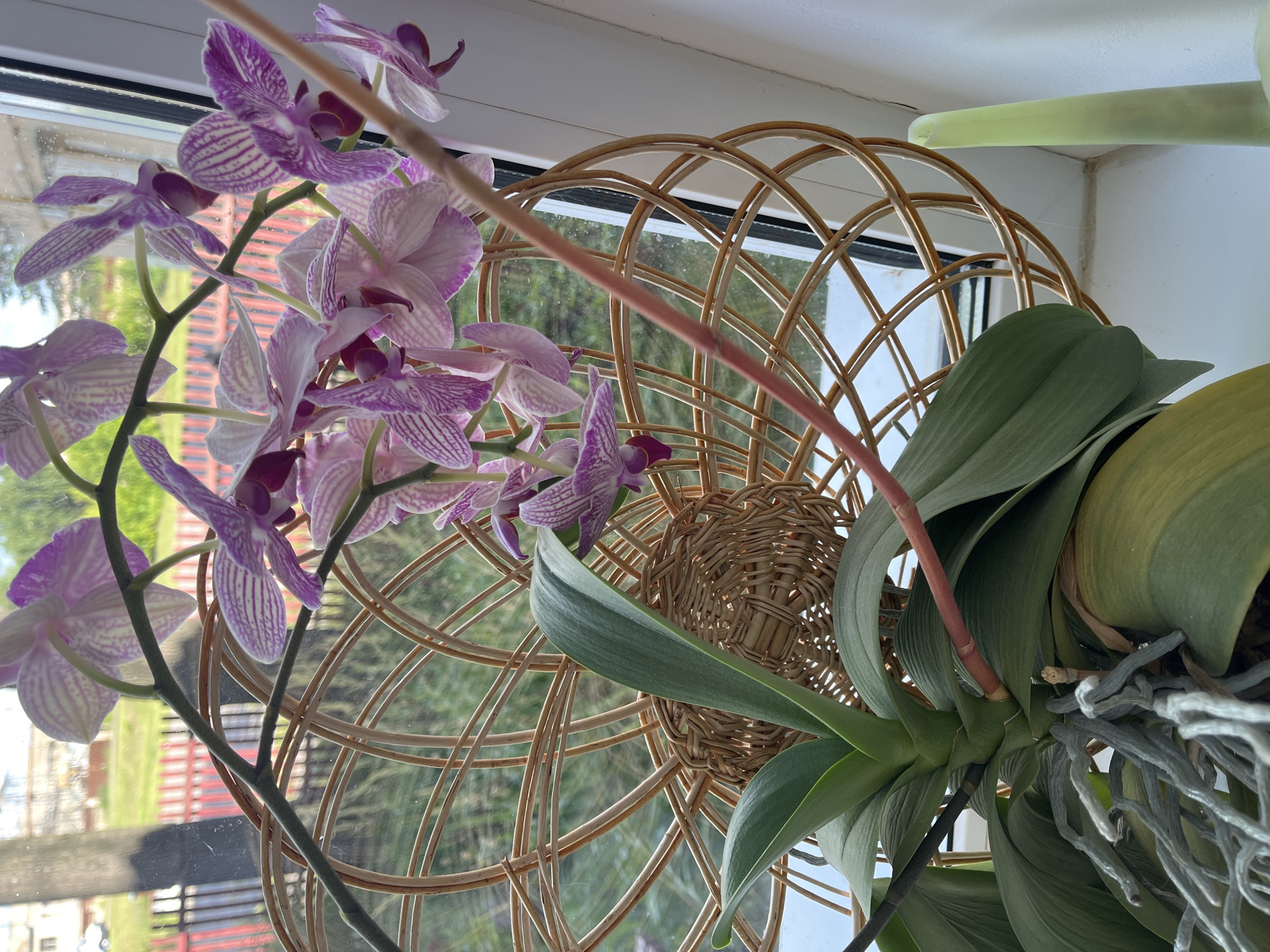 An indoor orchid plant with purple and white striped flowers and exposed grey roots sits on a windowsill. Behind the plant, a woven wicker decorative element frames the view through a window. The window looks out onto a garden area with a red and black fence and trees. To the right of the plant, a pale green decorative object is visible. The scene appears to be a domestic setting, possibly an apartment in Ivanovo, Russia, given the architectural style of the building visible through the window.