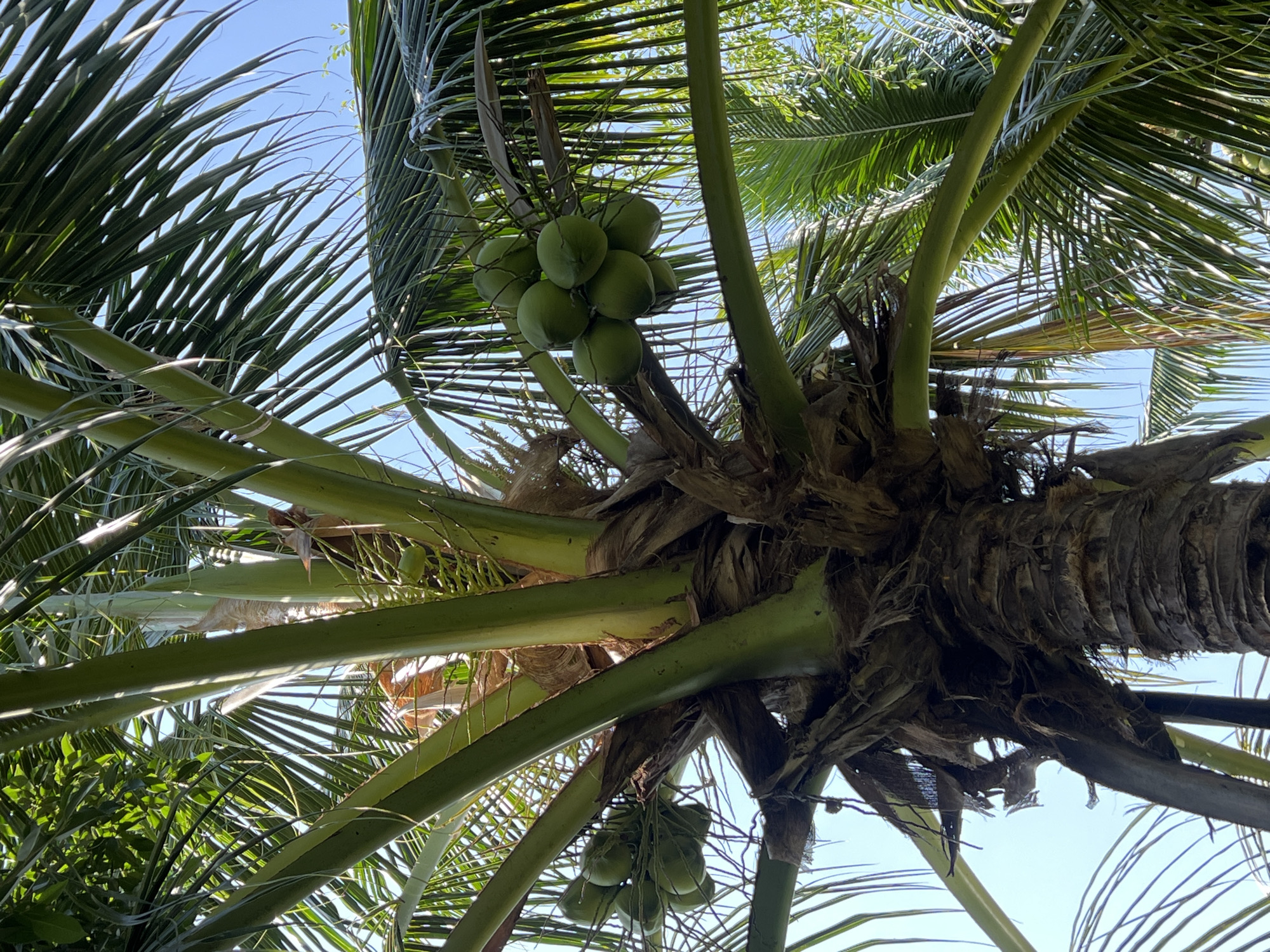 A cluster of green coconuts hangs from a palm tree in Suối Tân, Vietnam, against a clear blue sky. The coconuts are suspended from a thick, fibrous stem, surrounded by the tree's long, slender fronds. The trunk of the palm tree is rough and textured, with a dark brown bark. Sunlight filters through the leaves, creating dappled patterns on the scene. The image captures a close-up view of the coconuts, emphasizing their vibrant green color and the natural setting of the tropical landscape.