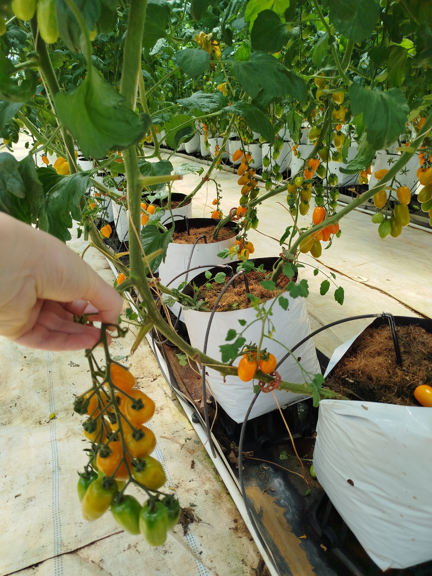 The image depicts a close-up of tomato plants inside what appears to be a greenhouse. The tomatoes are growing in white bags, seemingly filled with coconut coir, which sit on top of a white and black plastic sheet laid on the ground. The tomatoes are a mix of green, yellow, and orange, indicating different stages of ripeness. A hand is holding a branch of tomatoes with a focus on the bunch of tomatoes hanging from the branch. The background shows more tomato plants in a similar setup, suggesting a commercial growing operation. The photo was most likely taken at Cam Ly - Da Lat, Vietnam.