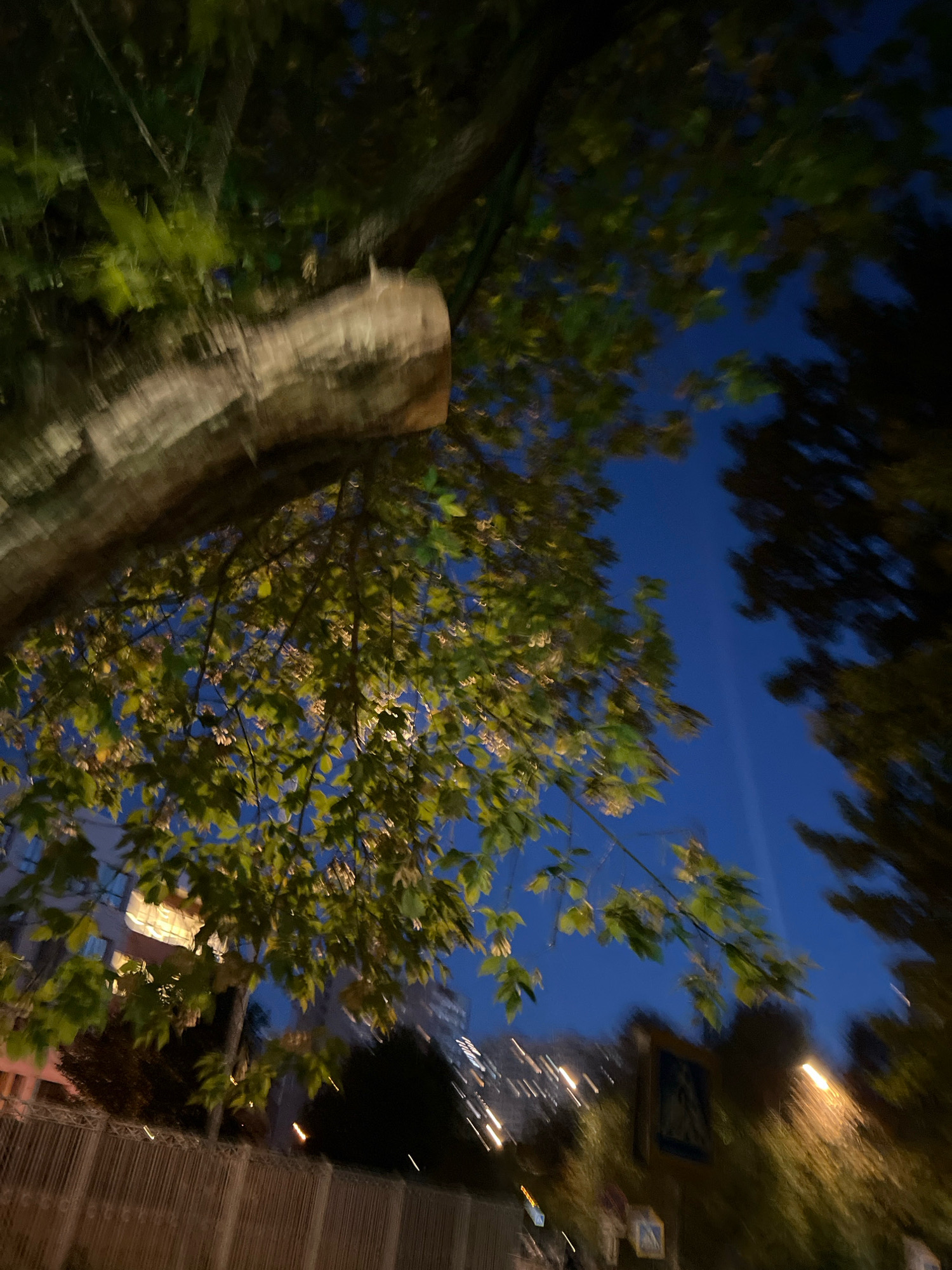A low-angle, blurry night-time photograph taken outdoors shows a tree trunk in the foreground, extending from the upper left to the middle of the image. The trunk appears thick and rough, with light-colored bark that is textured. Branches with green leaves extend from the trunk, with some smaller branches and seed pods visible. The leaves are illuminated from behind, possibly by artificial light, giving them a yellowish-green hue. In the background, a deep blue night sky is visible, with some darker, out-of-focus trees on the right. Further in the distance, faint streaks of light suggest distant city lights, possibly from buildings or vehicles. A light-colored fence runs along the bottom of the image. Signs are visible in the middle ground, including a pedestrian crossing sign. The overall impression is of a street scene at dusk or night, with a prominent tree in the foreground.
