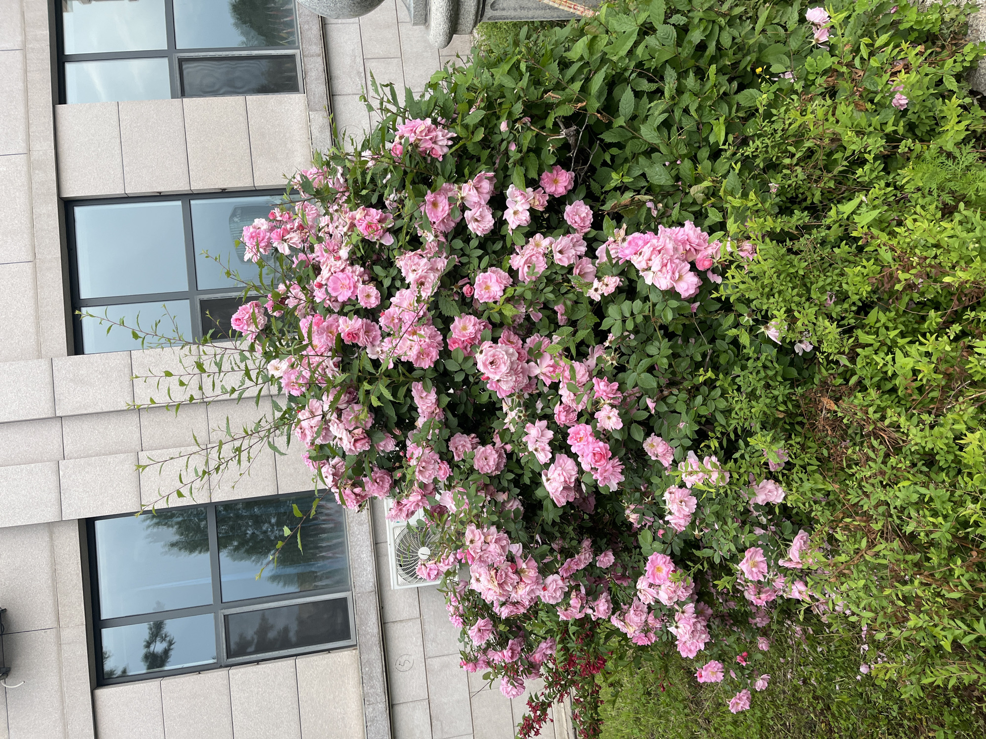 The image shows a dense bush of pink roses in front of a modern building with large windows. The building appears to be made of light-colored stone tiles. In the background, there are reflections of trees and the sky in the windows. An air conditioning unit is visible mounted on the wall of the building. The roses are in full bloom, creating a vibrant splash of color against the more subdued tones of the building and the greenery. The setting suggests an outdoor urban environment, possibly a garden or public space adjacent to the building.