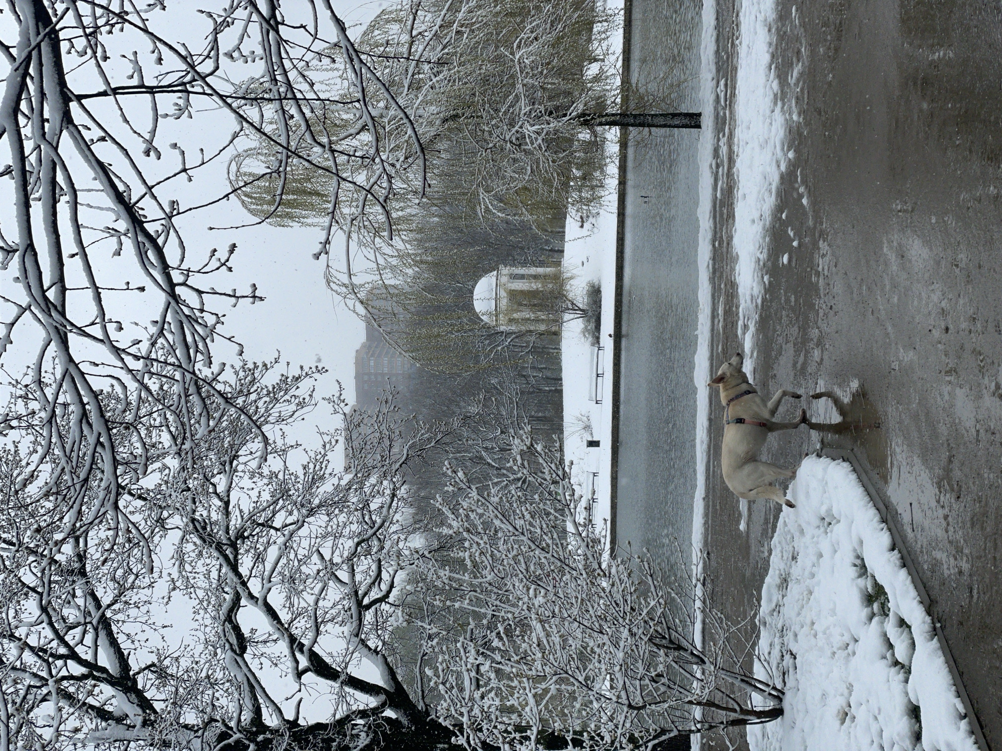 The image depicts a serene wintry outdoor scene in Moscow, Russia, during a snowfall.
In the foreground, on the left and extending across the top, several bare tree branches are heavily coated with fresh white snow. Small, dark buds are visible on the branches, suggesting the snow has fallen during late winter or early spring.
A dark body of water, likely a canal or lake, stretches horizontally across the midground of the frame, its surface calmly reflecting the overcast sky. On the opposite bank of the water, more trees stand, some showing faint green foliage amidst their snow-covered branches, possibly willows. A distinct white, semi-circular arched structure, resembling a gazebo or monument, is partially visible on the far bank. In the background, tall, indistinct urban buildings rise through the falling snow and bare branches, confirming an urban setting.
On the right side of the image, adjacent to the water, a paved area is partially covered by drifts of snow. A light-colored dog, resembling a cream-colored Labrador or similar breed, stands attentively on this paved surface. The dog, wearing a pink collar, is positioned near a sizable snowdrift and is looking intently towards the water. A thin layer of snow lightly covers its back.
The central activity is the dog observing the tranquil, snow-covered landscape. Snowflakes are visibly falling throughout the scene, creating a soft, diffused light typical of an overcast winter day. The scene conveys a quiet, cold atmosphere. There is no visible text in the image.