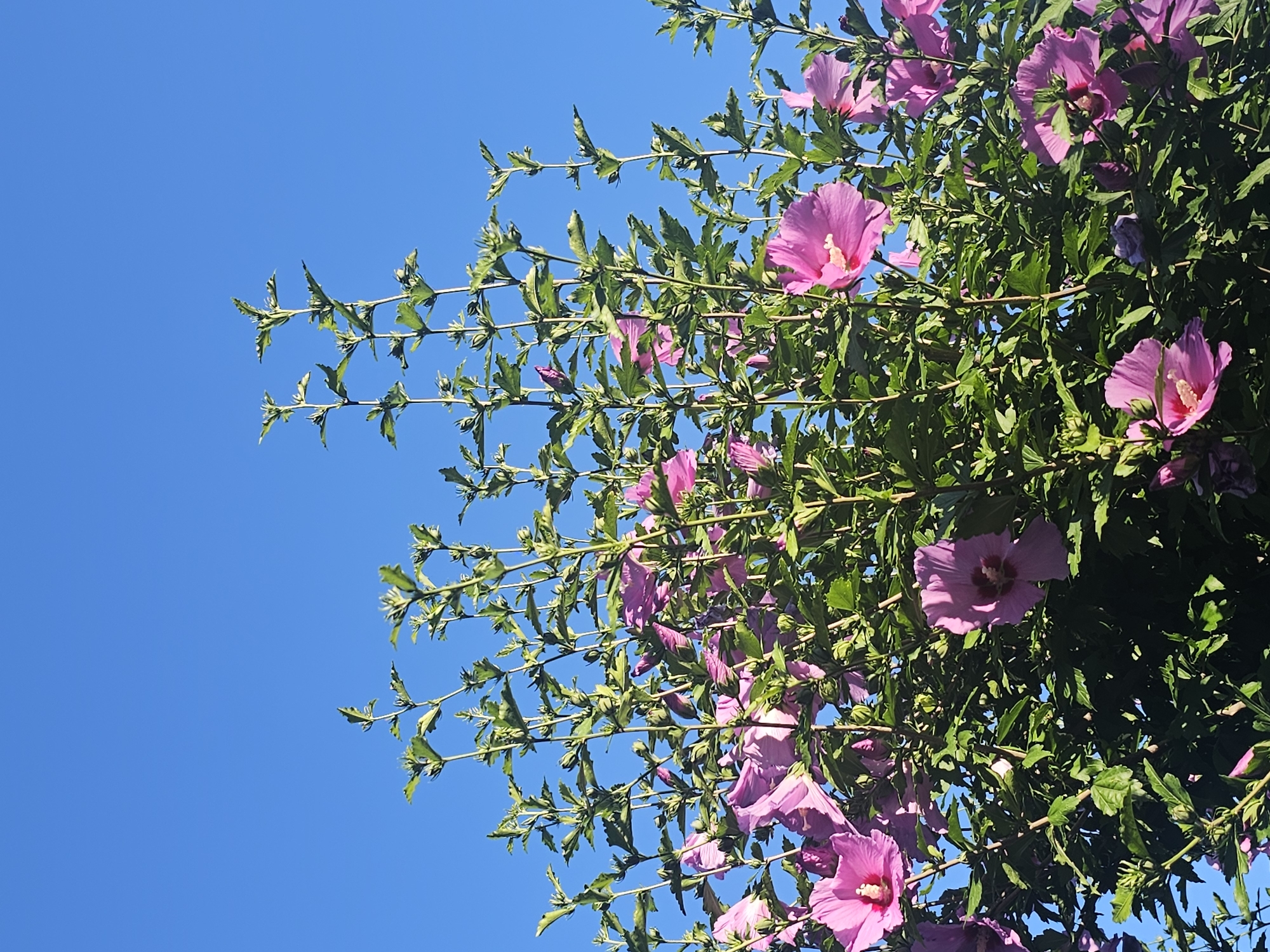 This image shows a close-up view of a rose of sharon bush with vibrant pink flowers against a clear blue sky. The bush is in full bloom, with many flowers open and several buds visible. The leaves are a lush green, and the stems are upright and reaching towards the sky. The image is taken from a low angle, looking up at the bush, which fills the frame from the bottom to about two-thirds of the way up. The sky is a deep, unblemished blue, indicating a sunny day. There are no people or man-made objects visible in the image. The setting is likely a garden or park, given the presence of the flowering bush. Based on the context provided, this scene is located in the city of Skadovsk, Ukraine.