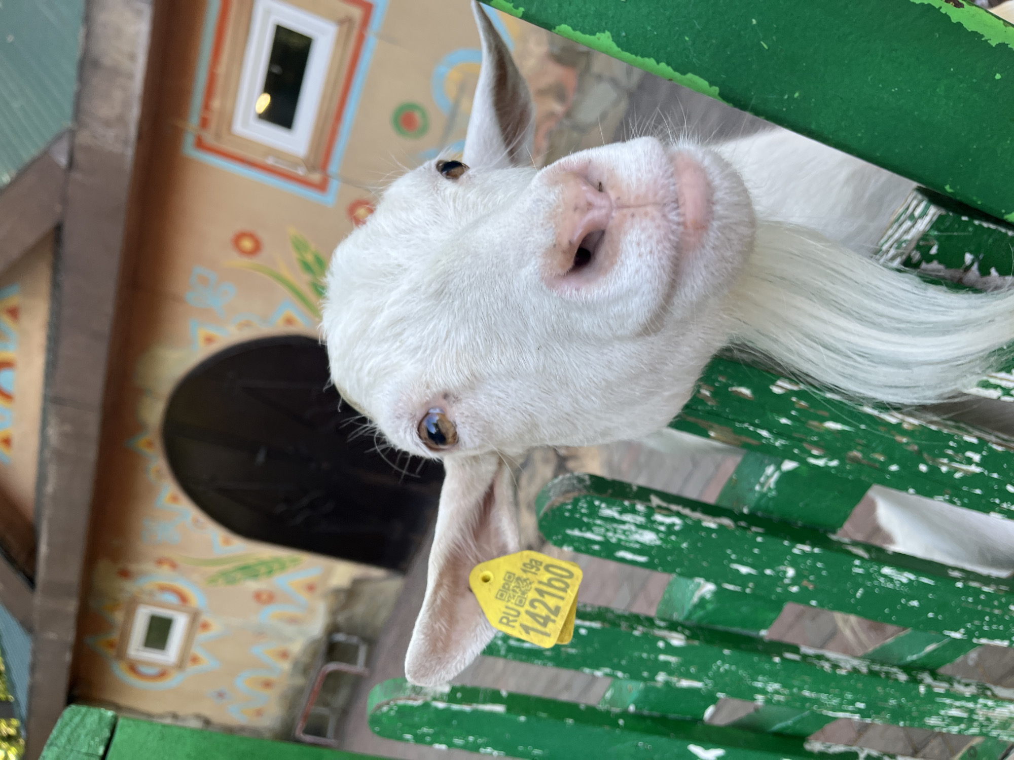 This is a close-up, eye-level, outdoor shot of a young, white goat. The goat's head fills the majority of the frame, and it is looking directly at the camera with a curious expression. Its snout is pink, and its nose has a few dark spots. A yellow ear tag with text and a QR code is visible on its right ear. The goat has long, white whiskers.
Behind the goat, parts of a building are visible. The building has a light brown, stucco-like facade decorated with colorful, folk-art style paintings of flowers and geometric patterns. There is a small, white-framed window with a dark interior visible on the building. A dark, arched doorway is also present.
The goat is resting on or leaning against a bright green, wooden structure, possibly a bench or railing, which takes up the lower portion of the image. The green paint is weathered, with chips revealing a lighter colored material underneath, suggesting it is an outdoor setting. The lighting suggests it is daytime, likely under overcast conditions given the soft shadows.
The visible text on the ear tag reads "RU" followed by a series of numbers and symbols, likely an identification tag for livestock. The specific text appears to be "RU 19a 142160" with a QR code. The location context provided is Nizhny Novgorod, Russia. The overall impression is one of a charming, rustic farm or petting zoo setting.
