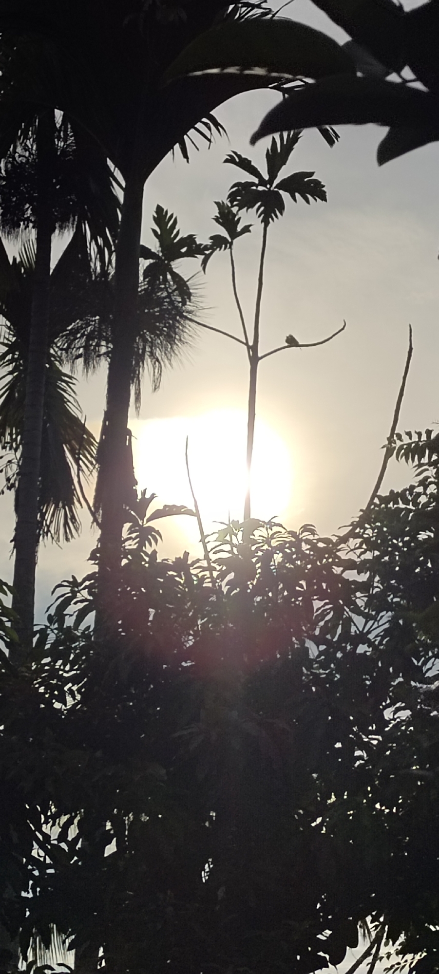 The image depicts a silhouetted view of tropical trees against a bright, hazy sky, suggesting either sunrise or sunset. The sun itself is a dominant feature, appearing as a large, blown-out sphere of light behind the foliage. The prominent trees have large, fan-shaped leaves, characteristic of palm trees, with some thinner, branch-like structures also visible. The overall impression is one of lush, natural vegetation. The photograph was taken in Lhokseumawe, Indonesia, a coastal city in the province of Aceh.
