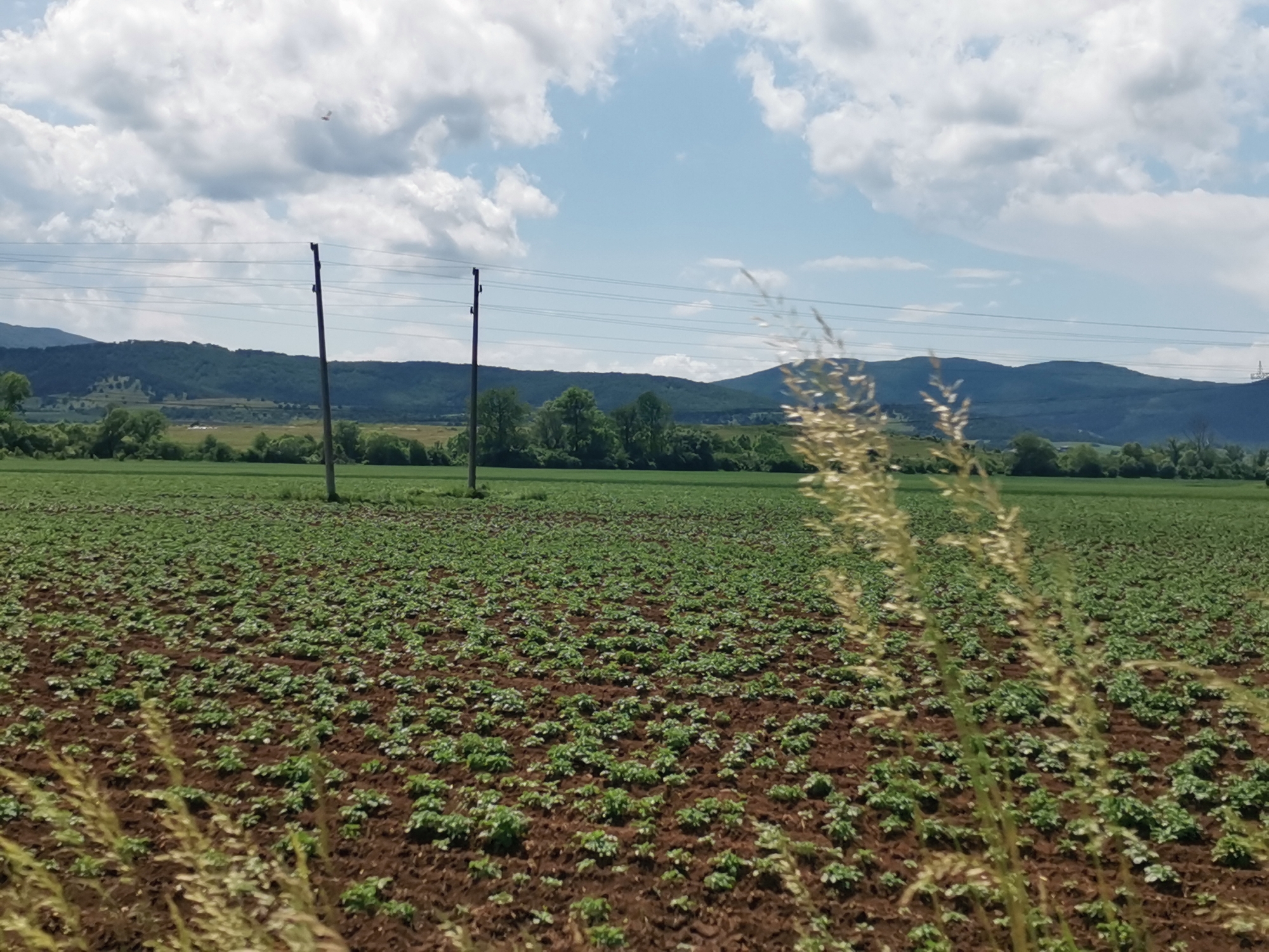 This media file presents a wide, serene rural landscape in Zhivkovo, Bulgaria, under a partly cloudy sky. The foreground is dominated by a large agricultural field, freshly tilled, featuring rows of young, green plants, likely crops, emerging from the dark brown soil. In the immediate foreground, particularly on the right, some blurry, tall, wispy dried grasses are visible, adding a sense of depth.
Across the midground, two prominent wooden utility poles stand, supporting multiple power lines that stretch horizontally across the frame. Beyond the cultivated field and the utility lines, a lush strip of green trees and possibly another field or pasture separates the foreground from the distant features.
The background is characterized by a range of rolling, tree-covered mountains that extend across the horizon, providing a natural and expansive backdrop. The sky above features a mix of bright blue patches and large, fluffy white cumulus clouds. A very small, indistinct light-colored object, possibly a distant bird or a small aircraft, can be faintly discerned in the upper left sky.
The scene depicts a peaceful daytime setting, likely late morning or early afternoon, with clear weather conditions despite the cloud cover. No human activity is explicitly visible, emphasizing the untouched natural and agricultural environment. There is no visible text within the image.