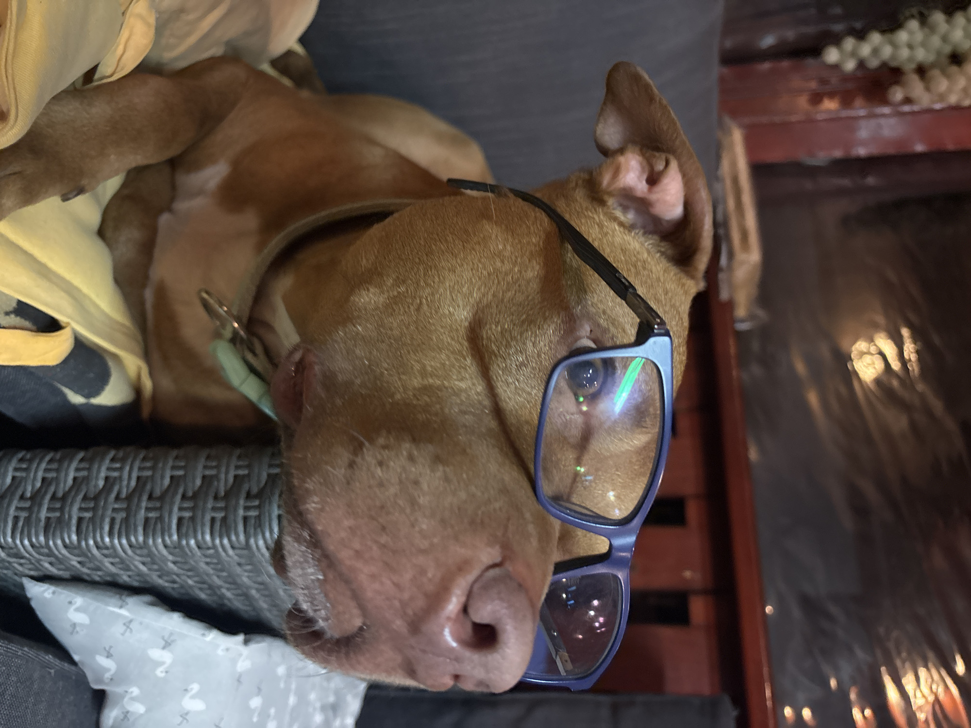 A brown dog is lying down with blue glasses on its face. The dog has a collar on its neck and is resting on a grey wicker chair. A white pillow with a swan pattern is visible beneath the chair. The location of the photo is unknown.