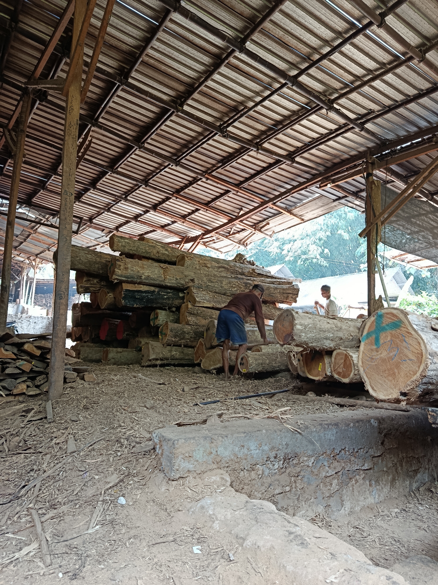 The image depicts a lumberyard located in Kasihan, Indonesia, under a rustic, open-sided shelter with a corrugated metal roof supported by wooden beams. The ground is covered in dirt and wood debris. Large logs are stacked throughout the scene, some in precarious arrangements. Two individuals are present. In the foreground left, a man wearing a brown long-sleeved shirt and blue shorts is actively working with the logs. To the right, further back, a younger individual, possibly a child, wearing a light-colored shirt and a cap, is also interacting with the logs. One large log in the foreground right has a blue cross symbol and some markings on its cut end. The environment suggests an active lumber processing or storage area.