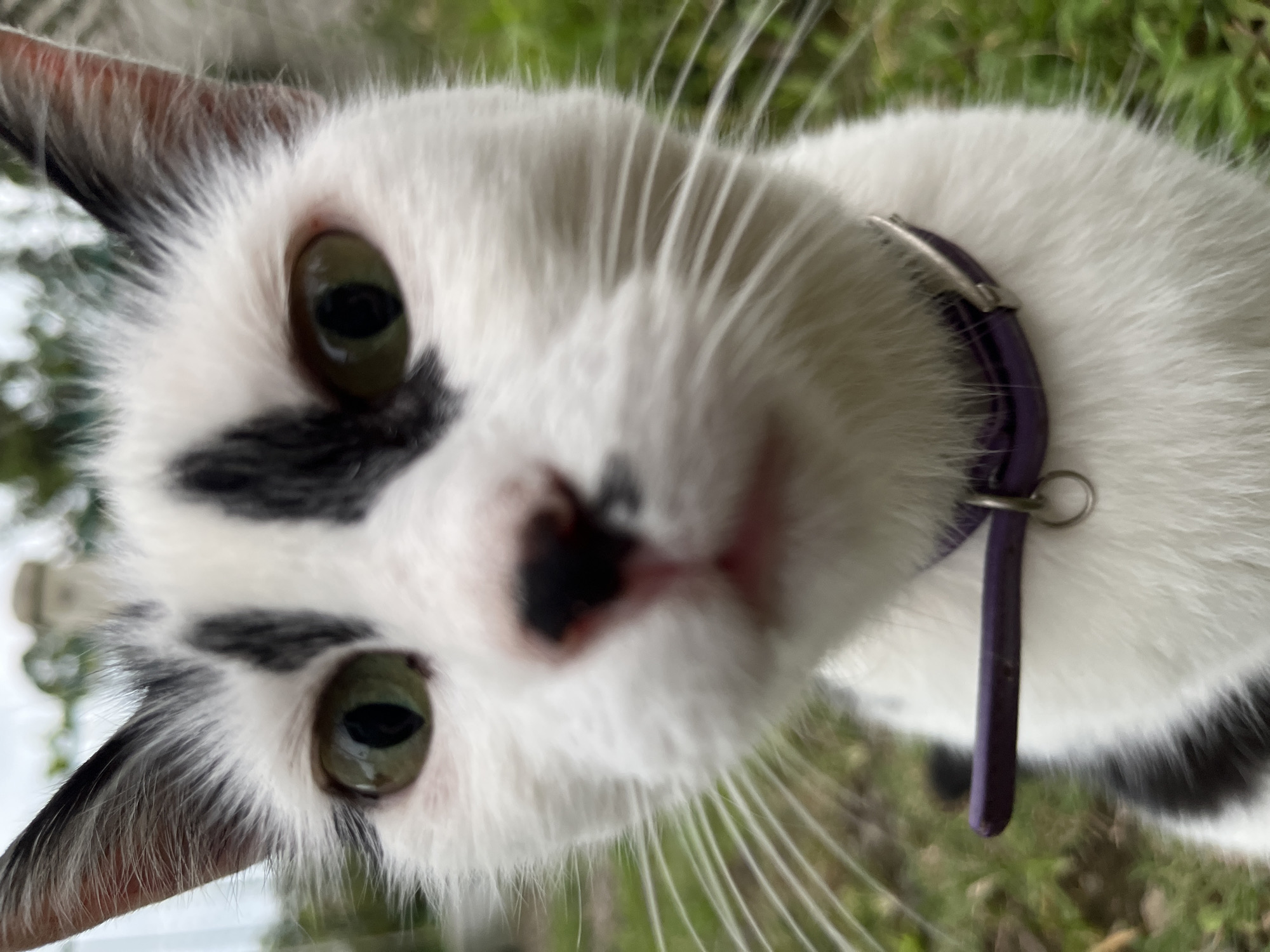 A black and white cat with green eyes and a black marking on its forehead is looking directly at the camera. The cat is wearing a purple collar. The background is blurry and appears to be an outdoor setting with green grass and some foliage. The cat is positioned in the foreground, filling most of the frame. The photograph was taken in Ureki, Georgia.