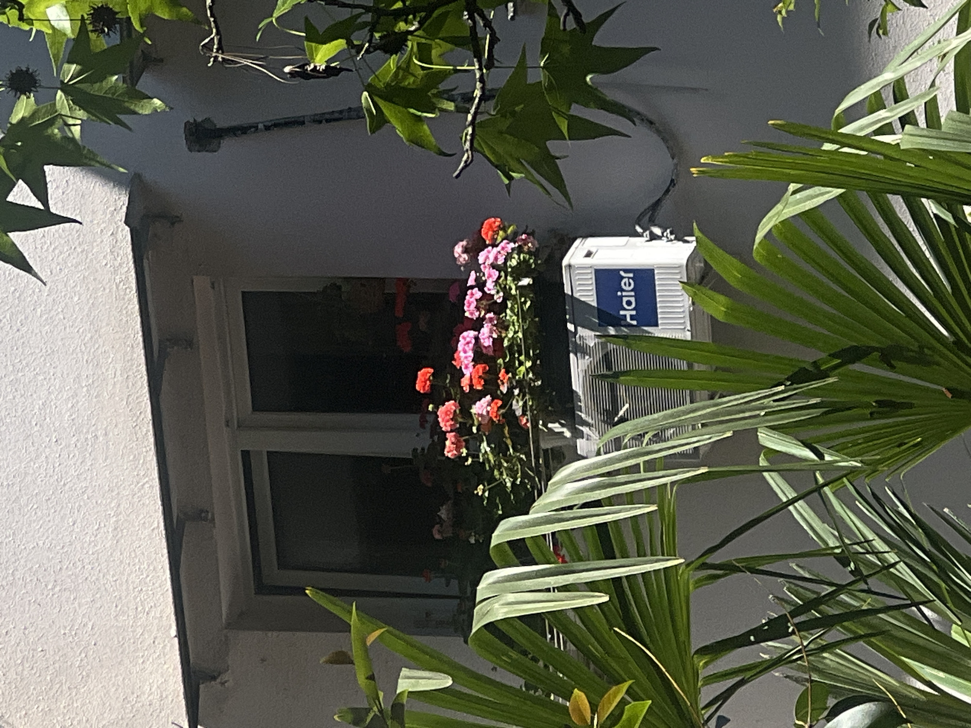 The image displays an outdoor scene featuring a building wall, a window, an air conditioning unit, and various plants, characteristic of a warm climate like Sochi, Russia.
On the left side, a textured white wall forms the primary background. Centrally, a window with dark panes, reflecting a shadowy interior or surroundings, is visible. Directly below the window, a planter box is filled with vibrant pink and red flowering plants, likely geraniums, creating a bright splash of color.
To the right of the window and flowering plants, a white, horizontally mounted air conditioning unit is attached to the wall. The brand name "Haier" is clearly visible in blue, vertically oriented text on a dark blue label on the unit's front.
Above the window and air conditioner, dark green, deeply lobed leaves of a climbing vine, some featuring small, spiky seed pods, overhang the scene. From the bottom and partially extending up the right side, large, light green fronds of a palm-like plant frame the view, suggesting lush vegetation.
The strong sunlight creates distinct shadows across the wall and plants, indicating a bright, clear day. No specific activity or people are present, offering a tranquil view of an architectural detail adorned with natural elements.