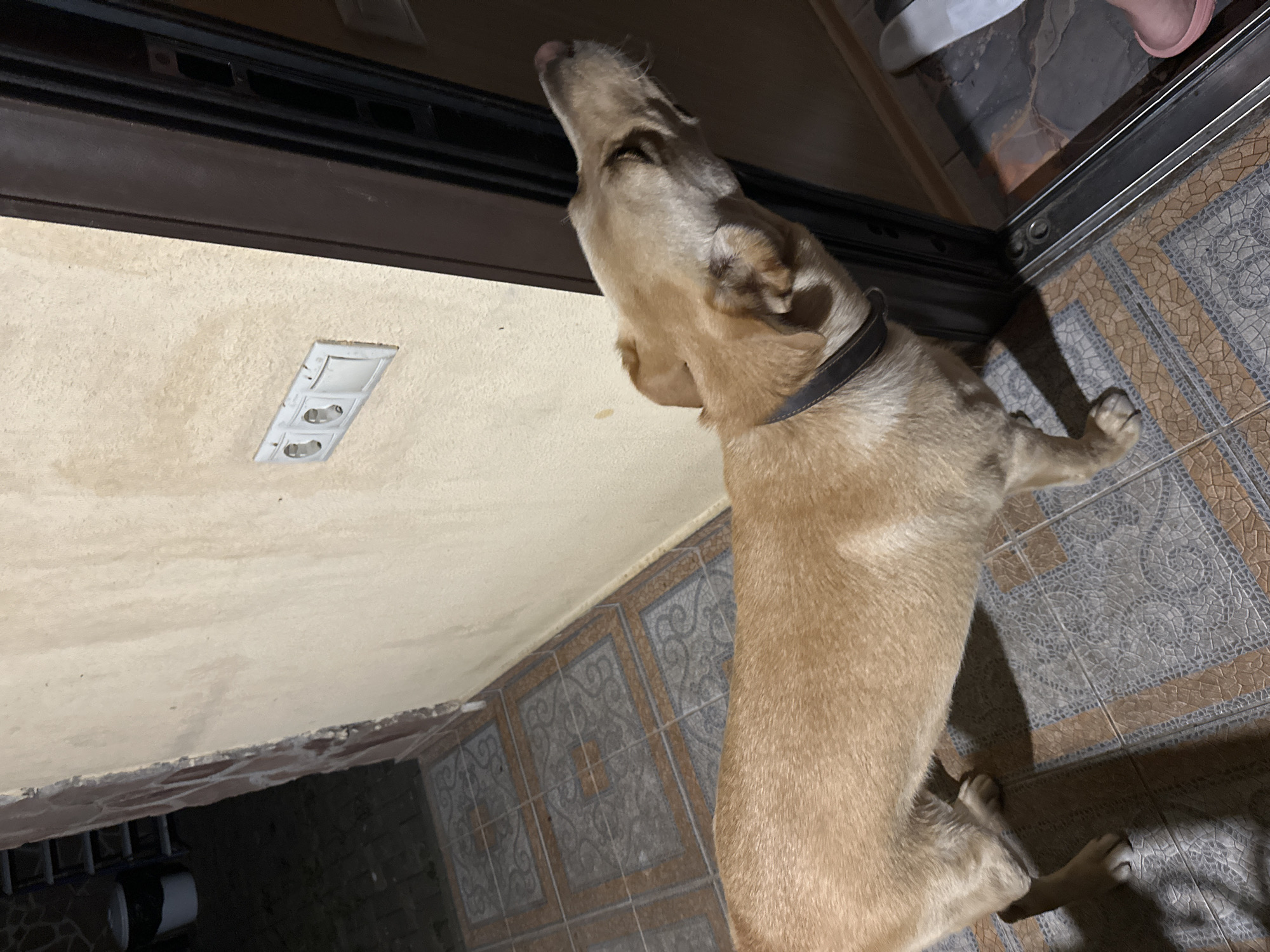 A light-colored dog stands near an open doorway in Sochi, Russia. The dog is facing to the right, with its head tilted upwards. It is wearing a dark collar. The dog is standing on a tiled floor with a geometric pattern. To the left of the dog is a wall with a light-colored finish and a light switch with three outlets. Further to the left, a tiled wall and a dark trash can are visible. The doorway opens to an area that is dark and appears to be an interior space. A pink sandal and a white shoe are visible on the floor near the doorway.