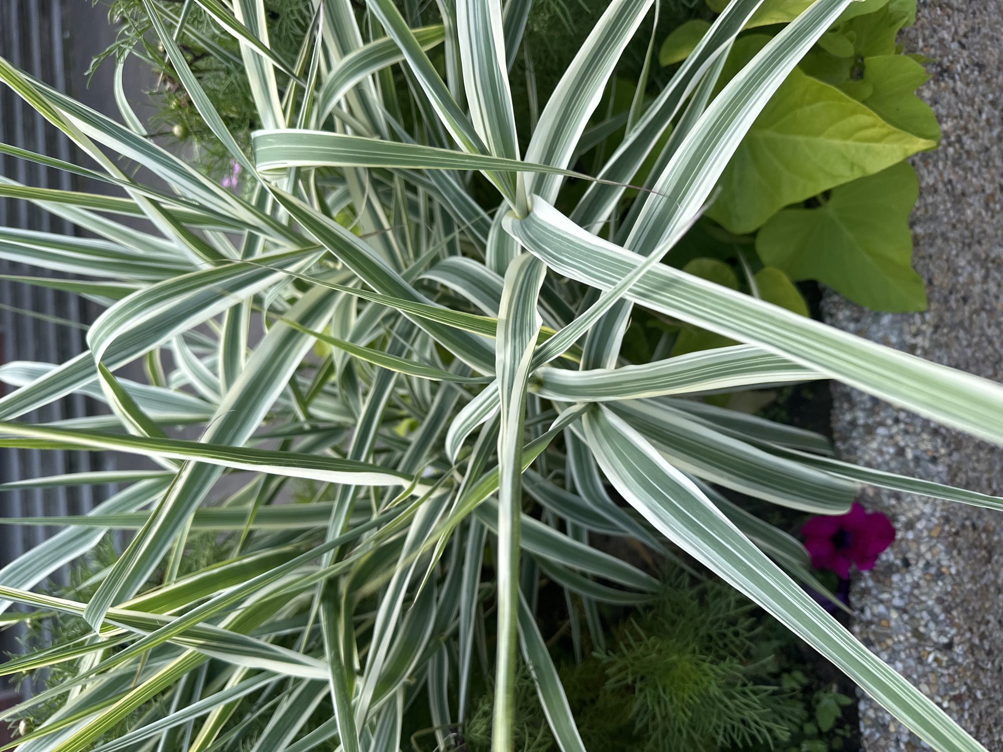 A close-up, eye-level shot captures a dense planting of variegated ornamental grass in Pruszcz Gdański, Poland. The grass features long, slender leaves with alternating stripes of deep green and creamy white. These leaves weave and overlap, creating a textured and dynamic pattern. In the background, hints of other greenery are visible, along with a small, deep purple flower nestled among the foliage and gravel. The lower portion of the image shows a textured, grey gravel surface, suggesting a pathway or border. The lighting is soft, indicating an overcast day or diffused sunlight.