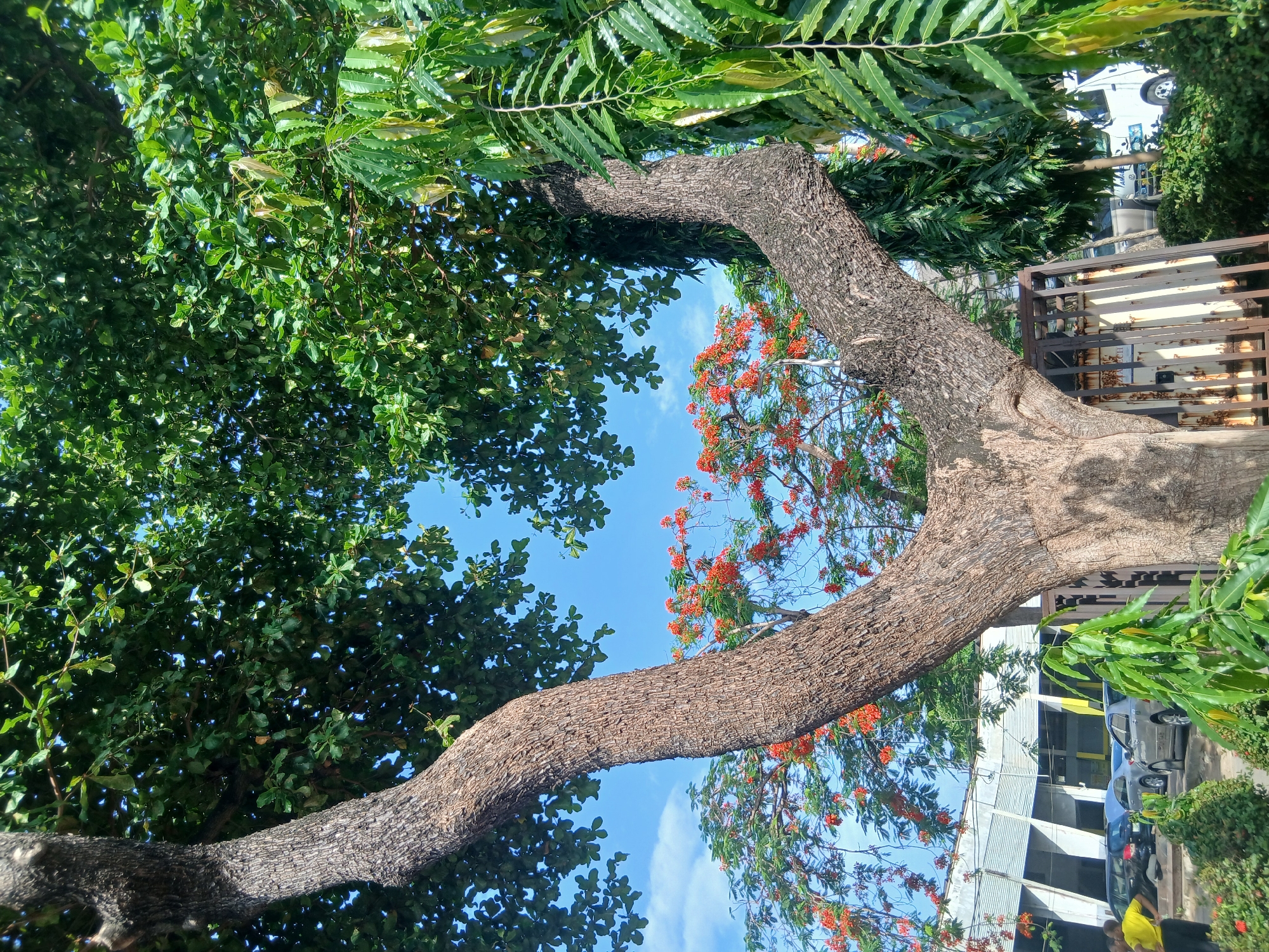A low-angle shot focuses on a large, gnarled tree trunk arching across the frame against a bright blue sky. The tree's branches are adorned with dense green foliage on the left and vibrant orange flowers on the right. Behind the tree, glimpses of an urban environment are visible, including buildings, parked vehicles, and a metal fence. The scene appears to be set in a city, and based on the prompt, it is located in Abule Ijesa, Nigeria.