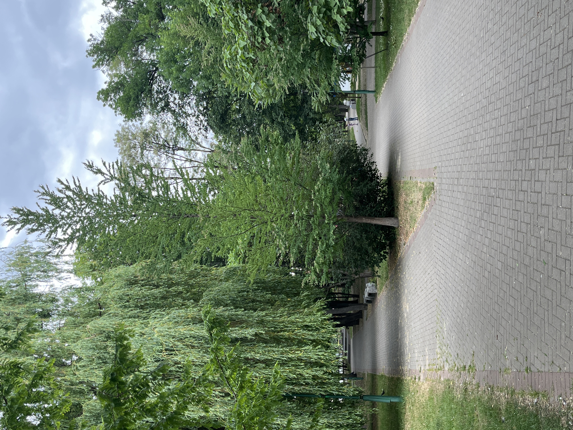 A paved pathway curves through a park in an overhead shot. Trees line both sides of the pathway, with lush green foliage creating a dense canopy. The pathway is made of gray interlocking bricks, laid in a herringbone pattern. In the distance, two people can be seen walking on the path. The sky is overcast with clouds.