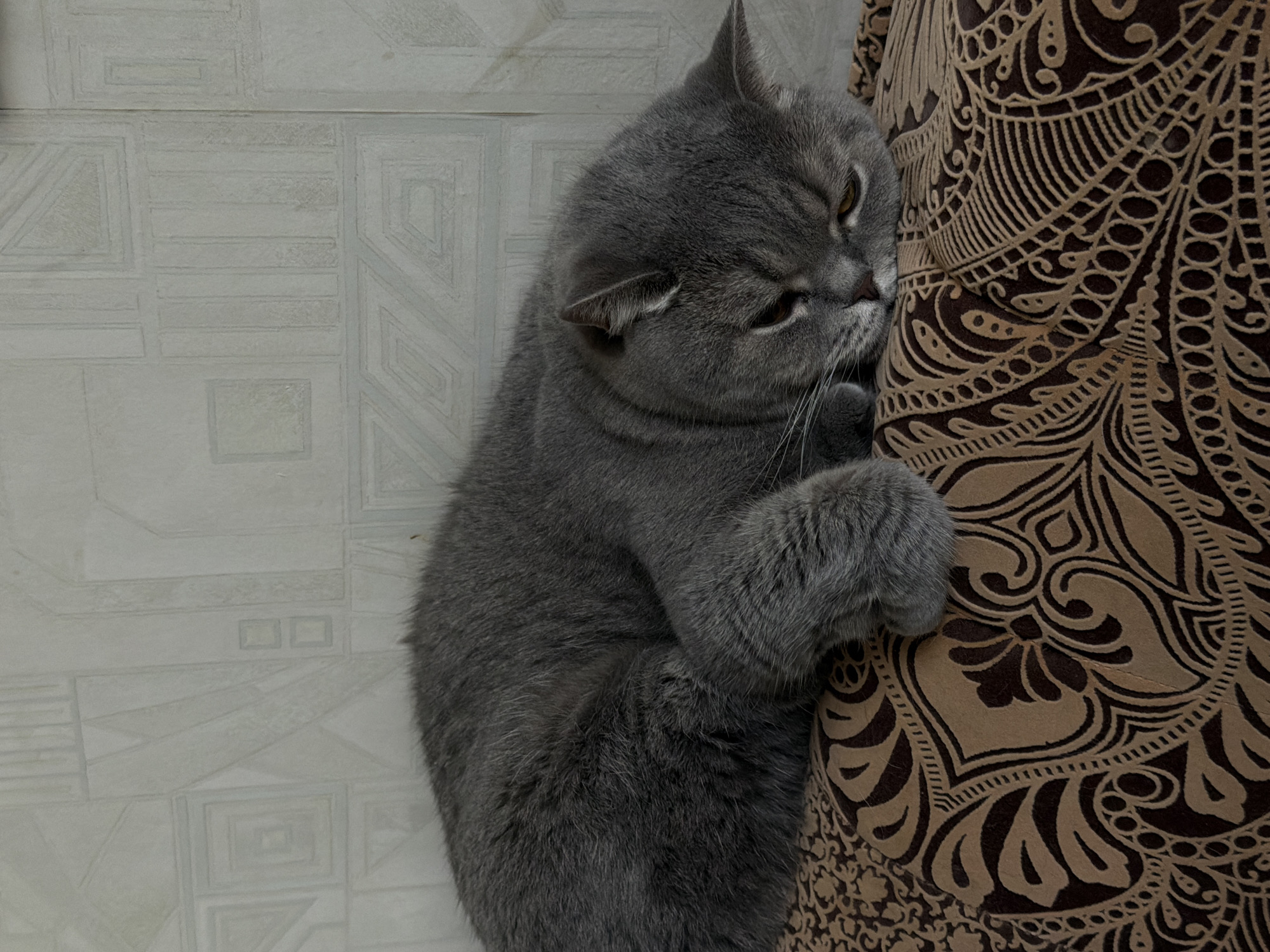 A gray shorthair cat is clinging to a patterned brown cushion with its paws and biting into it. The background consists of a light-colored wall with a geometric design. The image was taken indoors. No information about the location in the city of Perm, Russia, is evident.