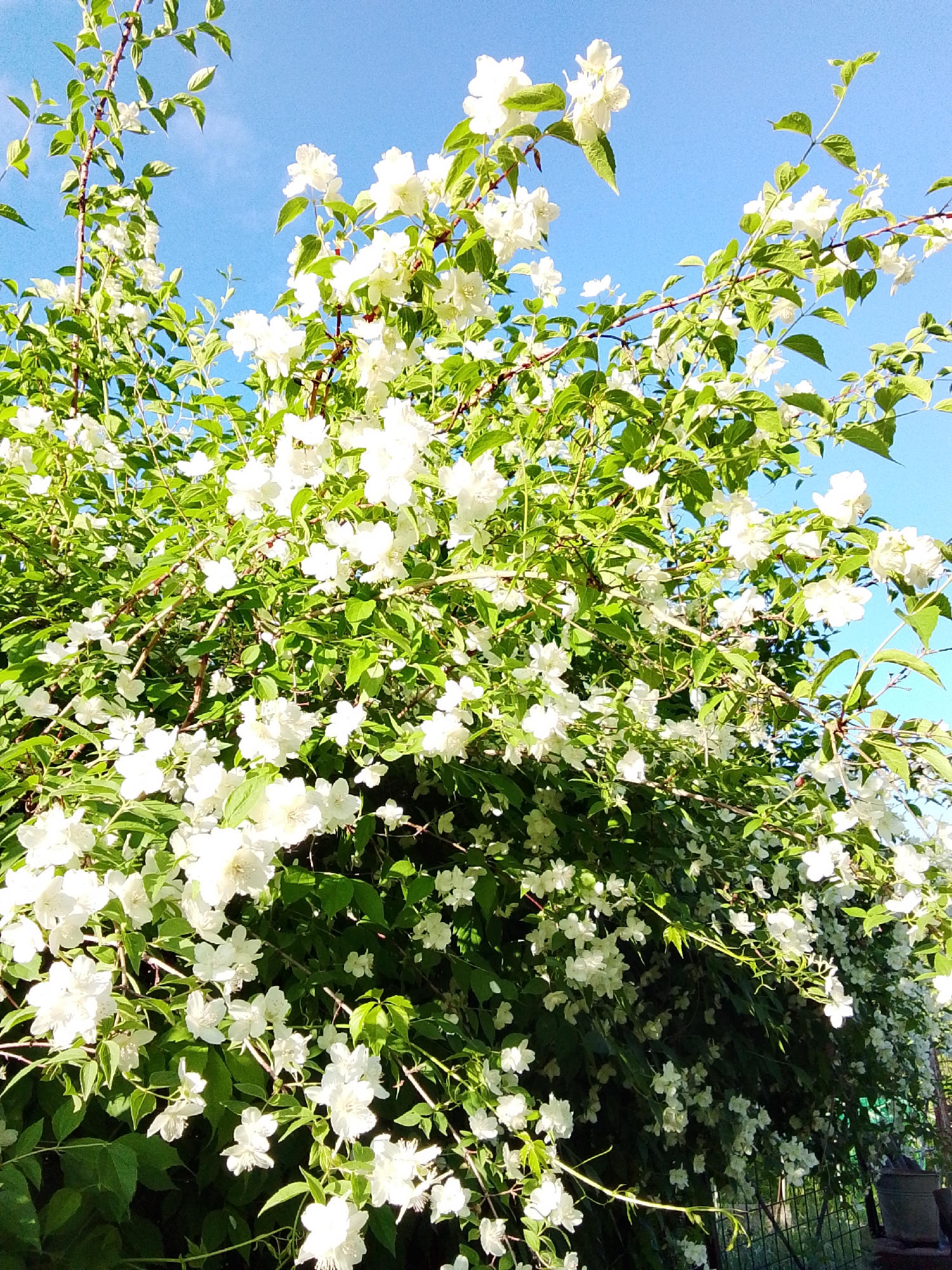 In an outdoor scene, likely in the city of Snopok Novyy, Russia, a dense bush of white jasmine flowers is in full bloom against a clear blue sky. The bush is overgrown, with branches laden with numerous white blossoms and vibrant green leaves. Some of the branches extend upwards towards the sky, while others cascade downwards. Sunlight illuminates the flowers, creating highlights and shadows that add depth to the foliage. A glimpse of a metal fence and a dark green bucket is visible in the lower right corner of the image, suggesting a garden or yard setting. No people are present in the scene.