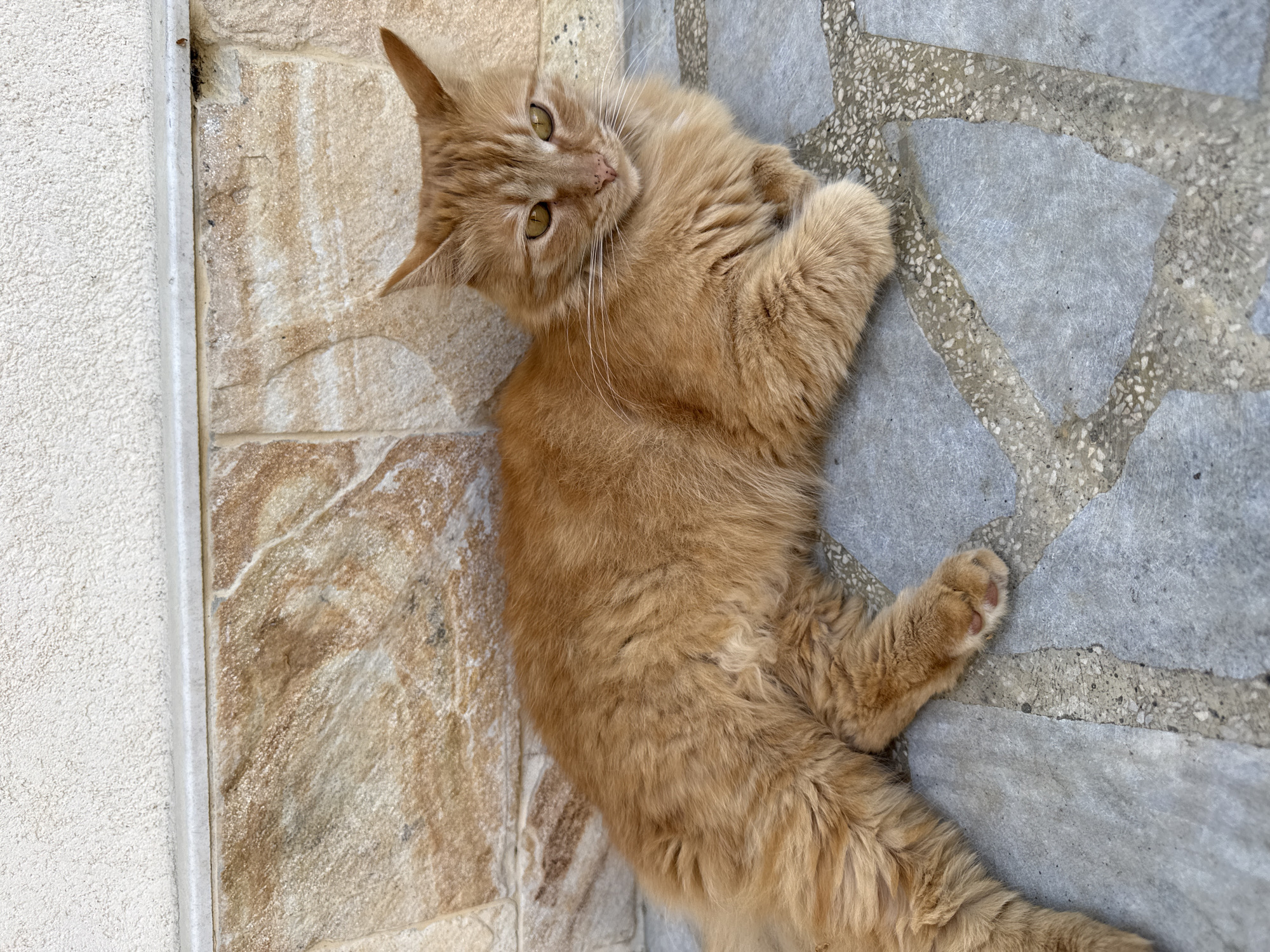 An orange cat is lying on a tiled surface. Part of the surface is made of beige and brown stone-look tiles, while the other part is composed of gray and white polygonal tiles. The cat is looking up towards the viewer. The image was taken in Berkovitsa, Bulgaria.