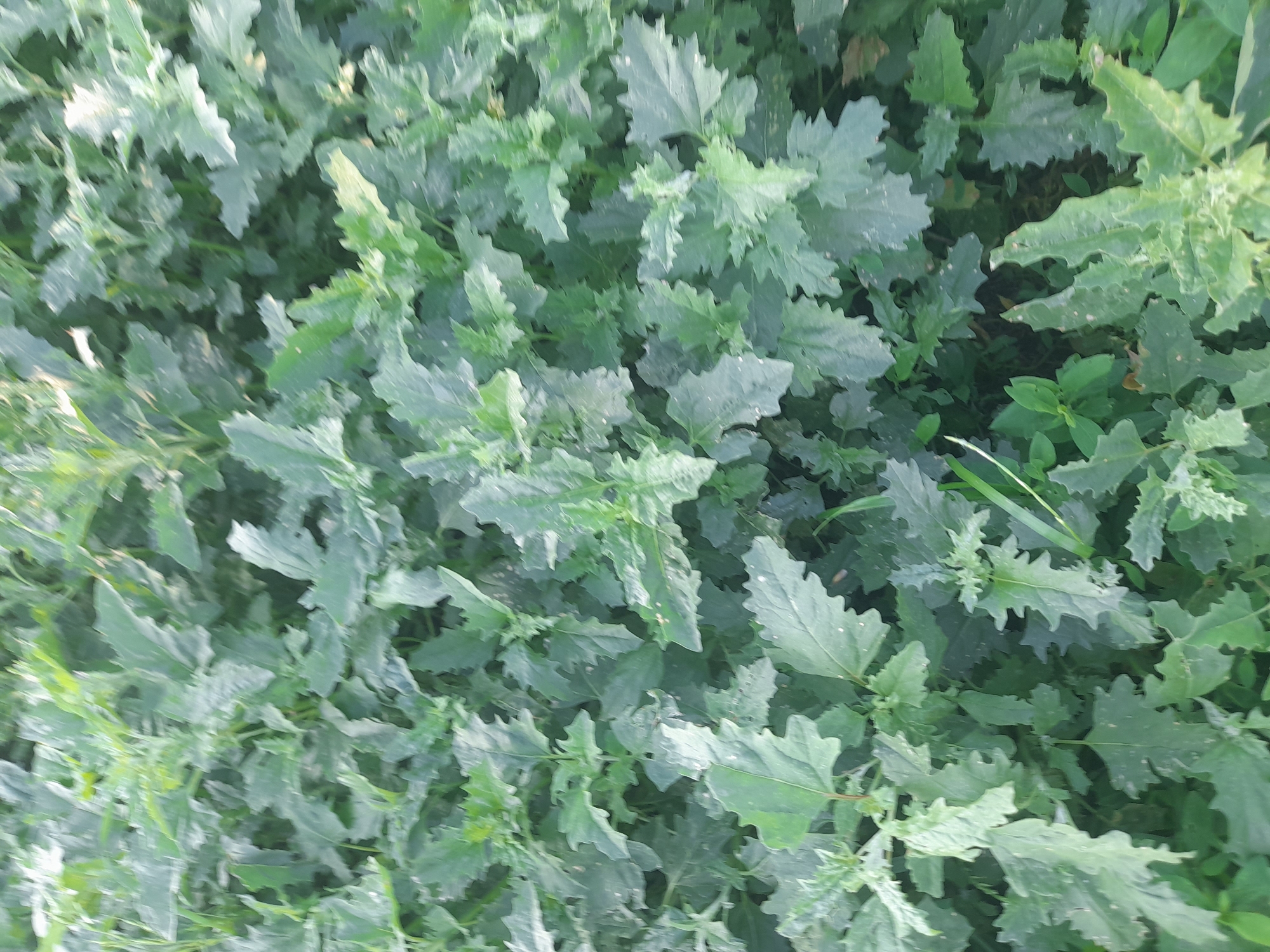 The image shows a dense, green, leafy ground cover of plants. The leaves are lobed and have serrated edges, with a slightly dusty or dull texture. The plants are growing closely together, creating a uniform carpet of vegetation. There are no visible people, animals, or man-made objects in the image. The lighting suggests it is daytime, and the overall impression is one of natural, overgrown growth. This scene is located in Kliushnykivka, Ukraine.