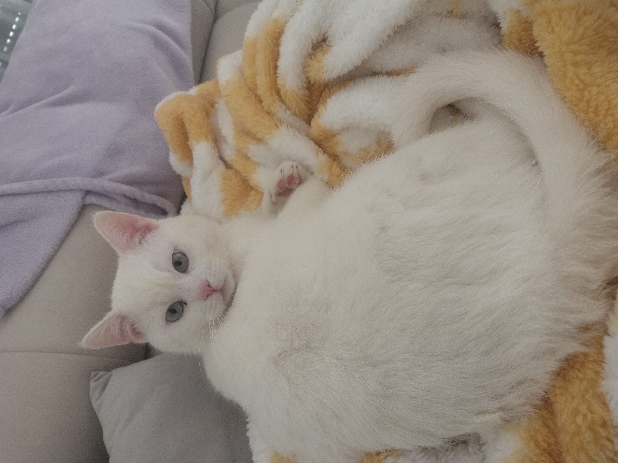 A white cat with blue eyes is curled up on a white couch with a light purple pillow and a beige and white striped blanket. The cat's tail is curled around its body, and one paw is visible. The cat is looking towards the camera.