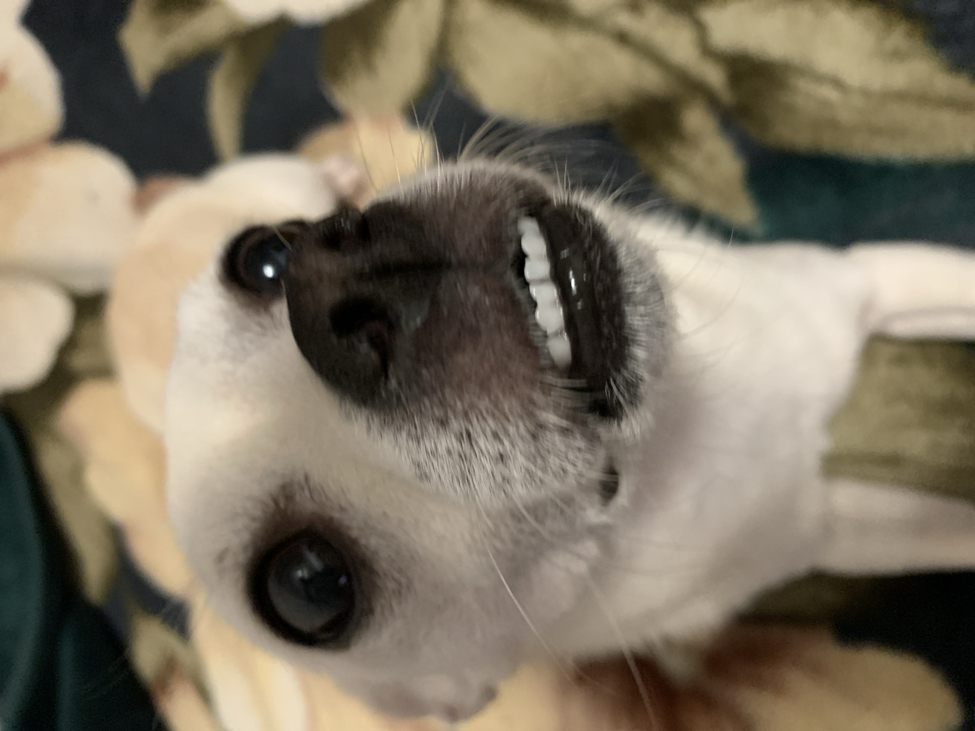A close-up, slightly blurry, low-angle shot shows the face of a small, white and black dog. The dog's eyes are wide and dark, looking directly at the camera. Its black nose is prominent, and its mouth is open, revealing a row of small, white teeth. The dog's fur is short and appears to be clean. The background is out of focus, showing a dark green fabric with a pattern of light brown and yellow floral shapes. The lighting is dim, creating shadows on the dog's face. The overall impression is of a cute and perhaps slightly surprised-looking pet. The location is not specified in the image data.