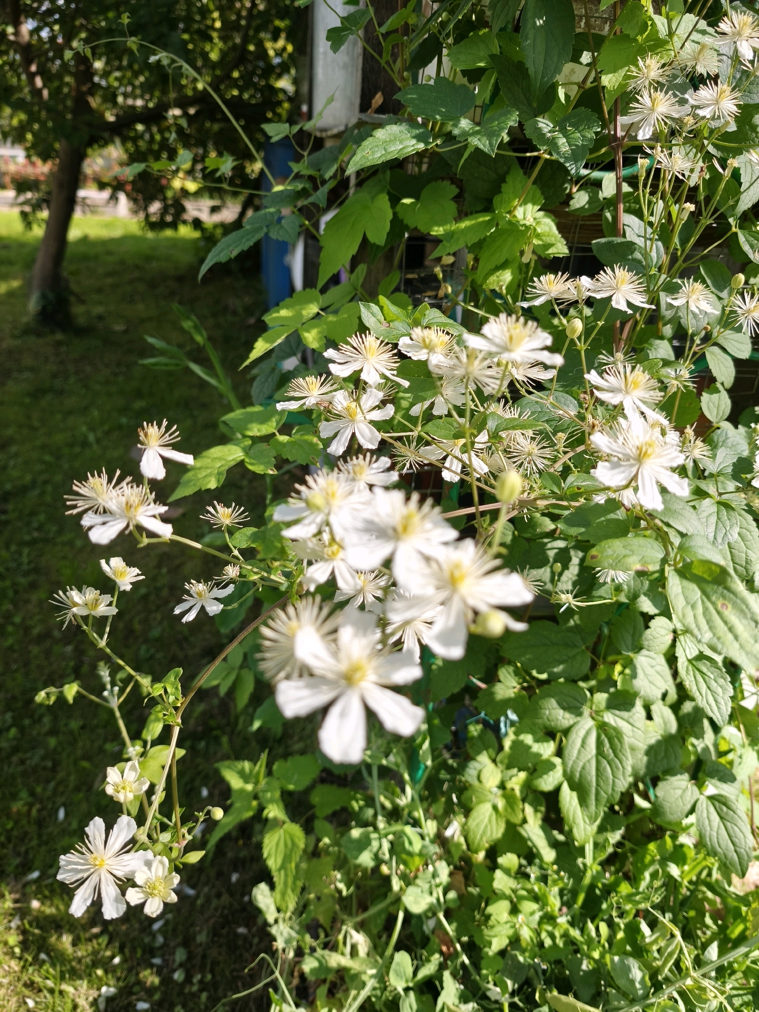 The image shows a close-up of white flowers with yellow centers, likely clematis, growing on a vine. The flowers are abundant and some are in focus while others are blurred. The background consists of lush green foliage, a grassy area, and the trunk of a tree. The scene appears to be outdoors, possibly in a garden or park, bathed in sunlight. There is no indication of the city of Vyshegorod, Russia. The image does not contain any people, actions, or interactions.