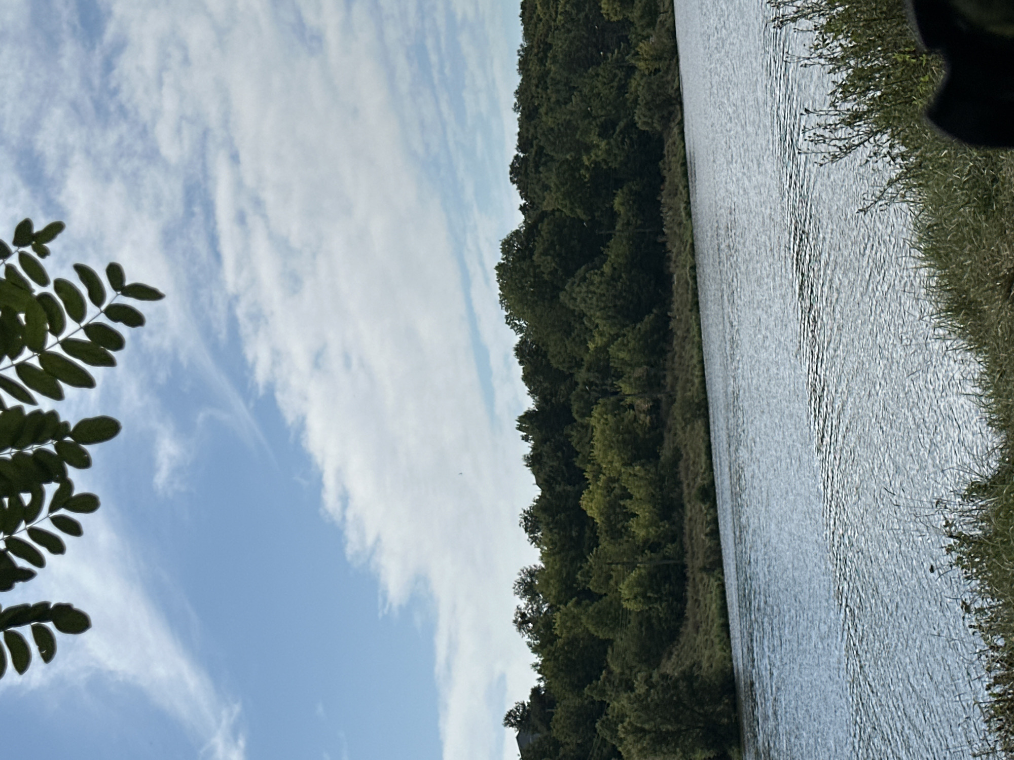 An outdoor, full-shot, eye-level, vertical-orientation photograph captures a serene natural landscape. In the foreground, the lower right corner shows a black, blurry object, possibly a dog's ear, and tall green grass. The middle ground features a wide body of calm, blue water with subtle ripples, reflecting the sky. The background is dominated by a dense, tree-lined hill. The trees are a mix of vibrant green and some with lighter green foliage, suggesting autumn is approaching. A few indistinct buildings or structures can be seen peeking through the trees on the distant hill. The sky above is a bright blue, adorned with wispy white clouds. In the upper portion of the frame, dark green leaves from an overhanging tree branch are silhouetted against the sky. The scene depicts a tranquil waterfront environment in Makiv, Ukraine.