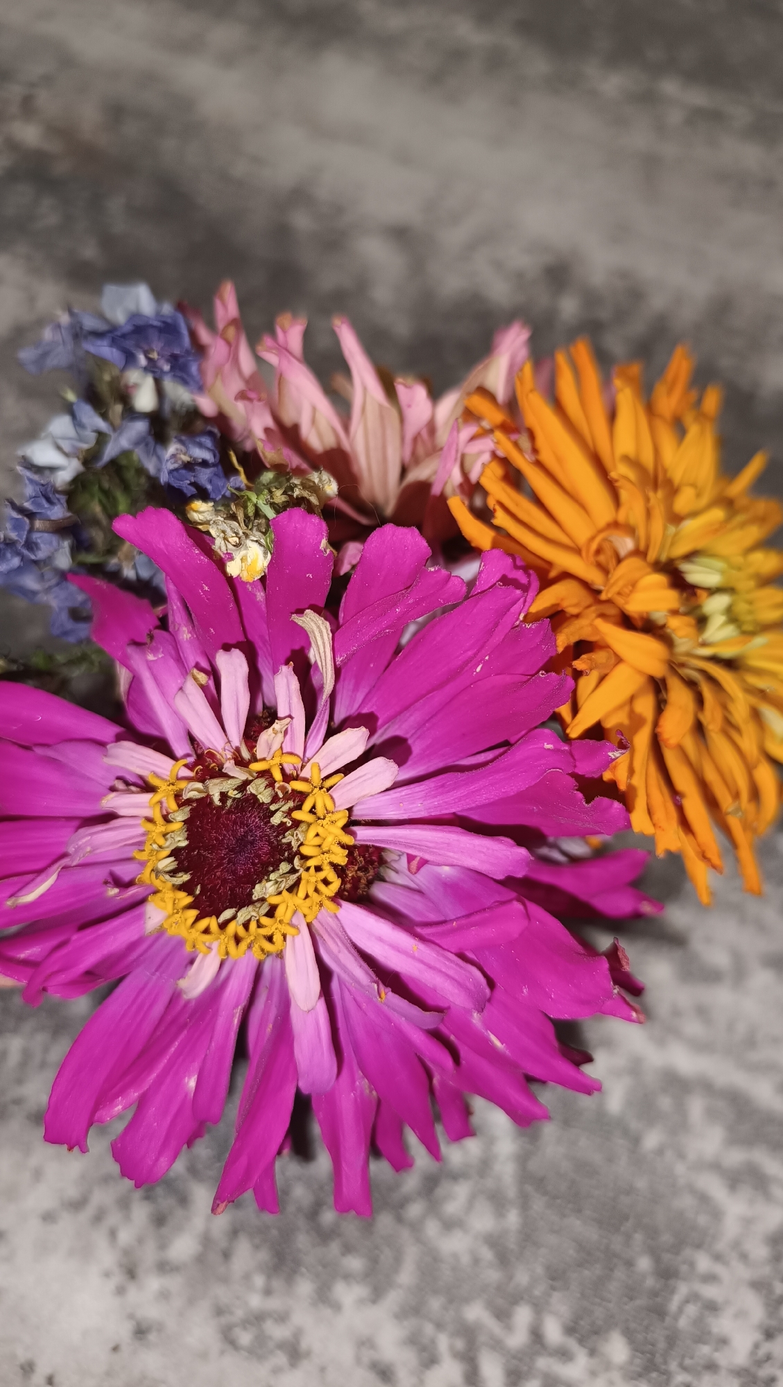 A close-up, top-down shot displays a bouquet of dried flowers against a speckled gray surface. The bouquet is comprised of a large, fuchsia-colored flower in the foreground, its petals wide and slightly curled. To its right, a vibrant orange flower with tightly packed, spiky petals is partially visible. Behind these, a cluster of delicate, pale pink petals and a few wisps of blue dried flowers can be seen. The overall impression is one of a still life arrangement, with the texture of the dried petals and the speckled background being prominent. There is no information in the image to suggest a location in Chaikovsky, Russia.