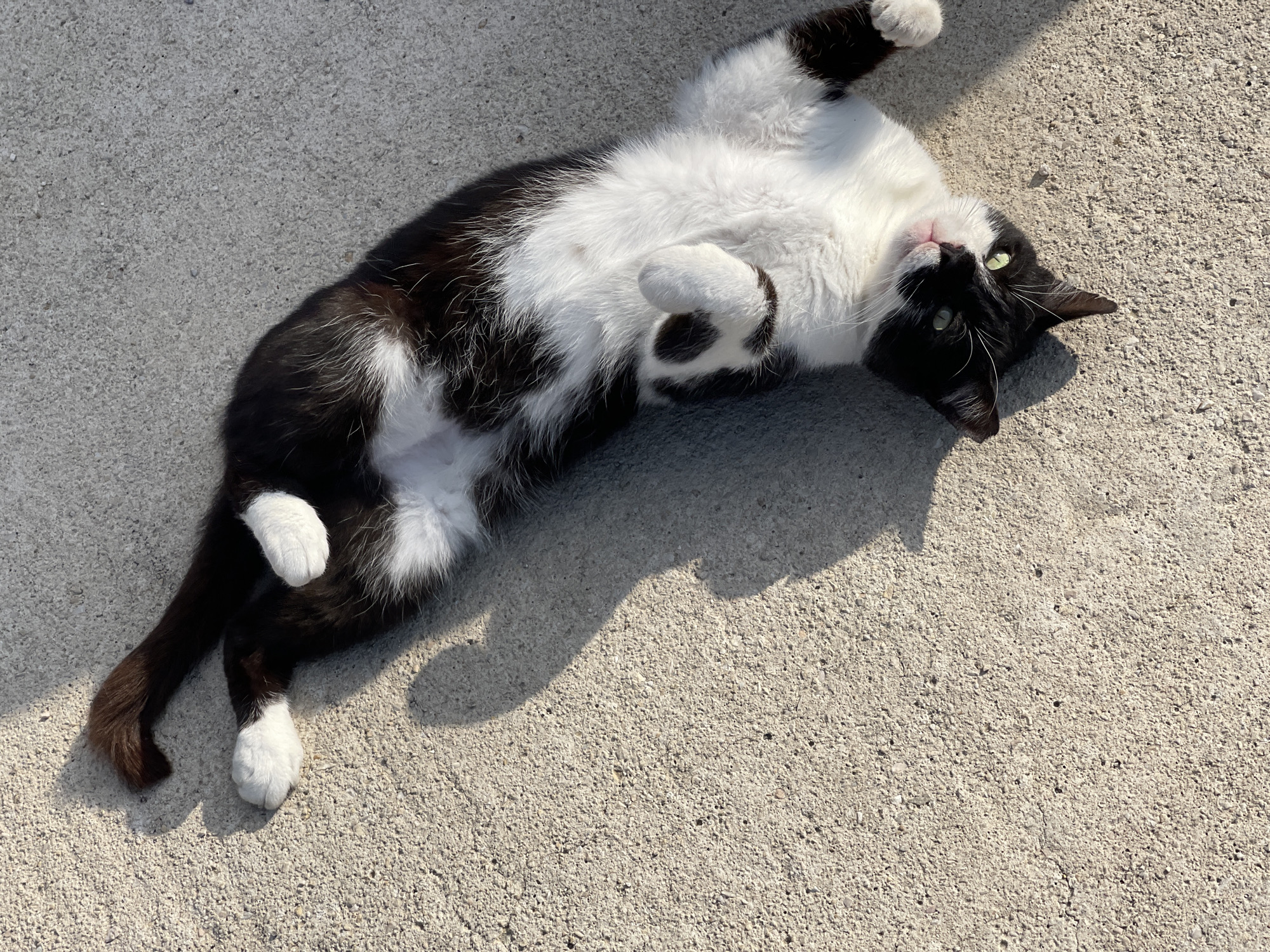 A black and white tuxedo cat is captured lying on its back on a light-colored, textured concrete or asphalt surface. The cat is fully stretched out, exposing its fluffy white belly and chest, with its paws playfully curled upwards. Its head is tilted slightly, looking towards the camera, revealing striking green eyes, a pink nose, and delicate white whiskers. The cat's fur is a mix of solid black and pure white, with some white hairs interspersed in the black patches.
The scene is set outdoors under bright, natural sunlight, indicated by the sharp and distinct shadows cast by the cat's body on the ground. This strong lighting suggests it is likely midday or early afternoon on a clear, sunny day. The ground texture is consistent with an urban or outdoor area, possibly a street, courtyard, or patio in Đenovići, Montenegro. The cat's relaxed posture, with its vulnerable belly exposed, conveys a strong sense of comfort, contentment, and trust. There is no visible text in the image.