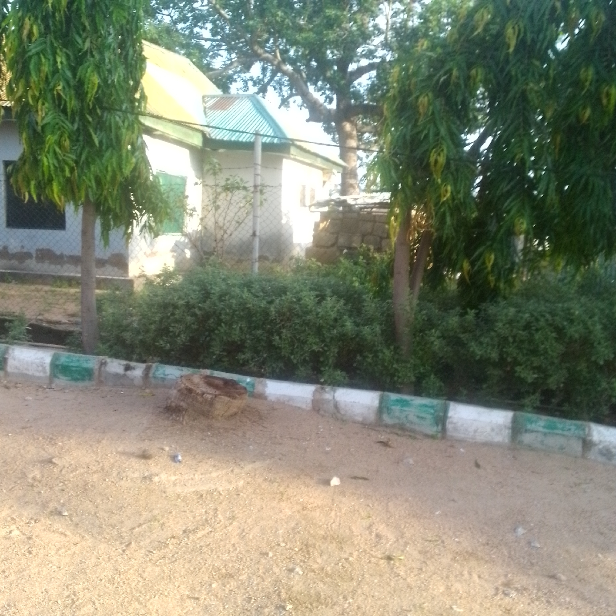 The image depicts an outdoor scene in Jalingo, Nigeria. The foreground is dominated by a dirt ground with scattered pebbles. A low-lying border, alternating between white and green painted blocks, runs across the middle ground. To the left of the border, a tree stump with visible wood grain sits prominently. Behind the border, a dense hedge of green foliage stretches across the frame.
In the background, several elements of a building are visible. A portion of a structure with a light-colored wall and a yellow-pitched roof is on the left. A section of a green corrugated metal roof is also present. A tall tree with dense green foliage is situated behind and to the right of the building, with its branches extending upwards. Another tall, slender tree with vibrant green, elongated leaves is on the left side of the image, partially obscuring the building. The scene appears to be under daylight, with soft lighting suggesting it might be morning or late afternoon. There is no visible text in the image. The overall impression is of a tranquil, possibly institutional or residential outdoor space, with natural elements and some man-made structures.