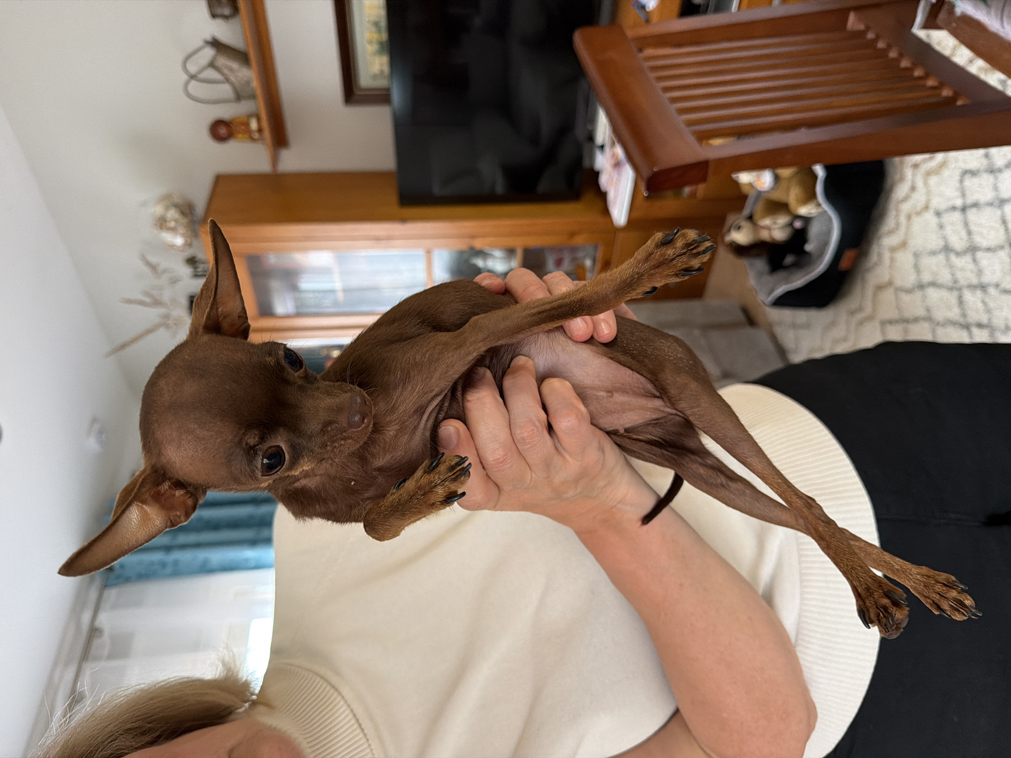 A small, slender dog with reddish-brown, short fur and large, pointed ears is held in the arms of a person. The dog, possibly a miniature pinscher or a similar breed, has dark, curious eyes and a small, dark nose, looking directly at the camera. Its paws have visible claws, and its underside appears lighter and pinkish. The person holding the dog is seen from the forearms and hands up to part of their head and hair, wearing a light-colored, possibly cream or off-white, long-sleeved top with a ribbed cuff. The person's presence suggests a caring interaction with the animal.
The scene is set indoors, likely within a domestic living space or common room in a home located in Vandellòs i l'Hospitalet de l'Infant, Spain. The background reveals various household items. A dark, possibly off, television screen rests on a wooden entertainment unit or cabinet. Above this unit, a wall-mounted shelf holds small decorative objects. To the right, part of a wooden slatted chair or stand is visible. Further into the background, a grey dog bed containing stuffed toys sits on a patterned rug. White walls and glimpses of blue/turquoise and white curtains suggest daytime lighting. There is no visible text in the image.