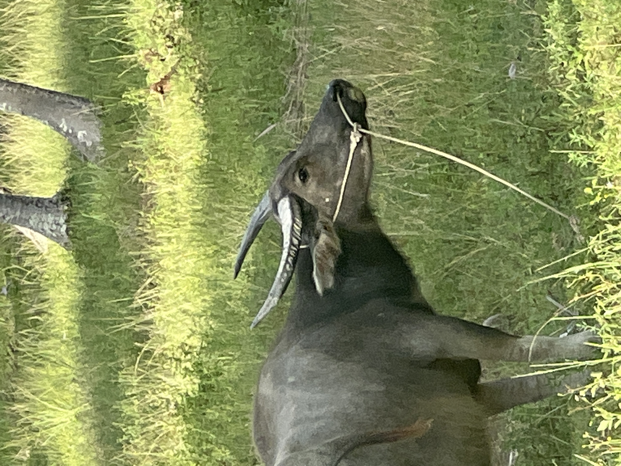 A water buffalo stands in a grassy field, its head turned to the right. The buffalo is dark gray and appears to be wearing a rope halter around its muzzle. The field is filled with tall green grass and scattered trees in the background. The lighting suggests it is daytime. The image was taken in Ko Pha-ngan District, Thailand.