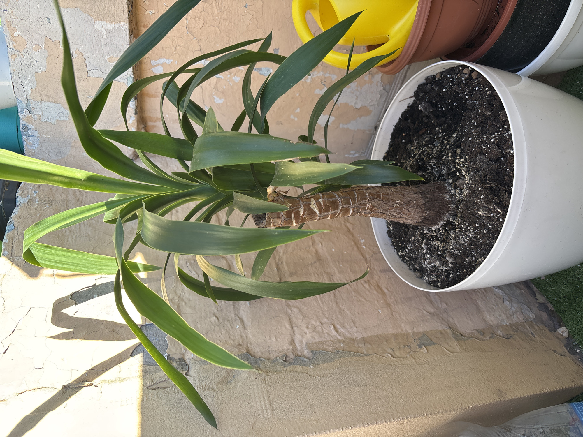 This media file shows a close-up, top-down view of a Yucca plant in a white pot, lying on its side on a textured, light-colored surface. The plant has long, sword-shaped green leaves that arch outwards from a thick, woody stem. The pot is filled with dark soil, with visible white flecks of perlite or vermiculite.
In the background, other objects are partially visible. To the left of the Yucca plant, a portion of a turquoise pot can be seen. Behind that, a bright yellow watering can is visible. Further back, the rims of brown and black pots are also in view. The background wall is textured and painted in shades of beige and off-white, with peeling paint that reveals a rougher surface underneath.
The lighting suggests it is daytime, with strong sunlight casting sharp shadows from the plant onto the textured surface. The bright light and shadows indicate a sunny day. The overall scene appears to be outdoors, possibly on a patio or balcony, given the presence of other plant pots and the natural light. There is no visible text in the image. The image focuses on the plant and its immediate surroundings, with no people present.